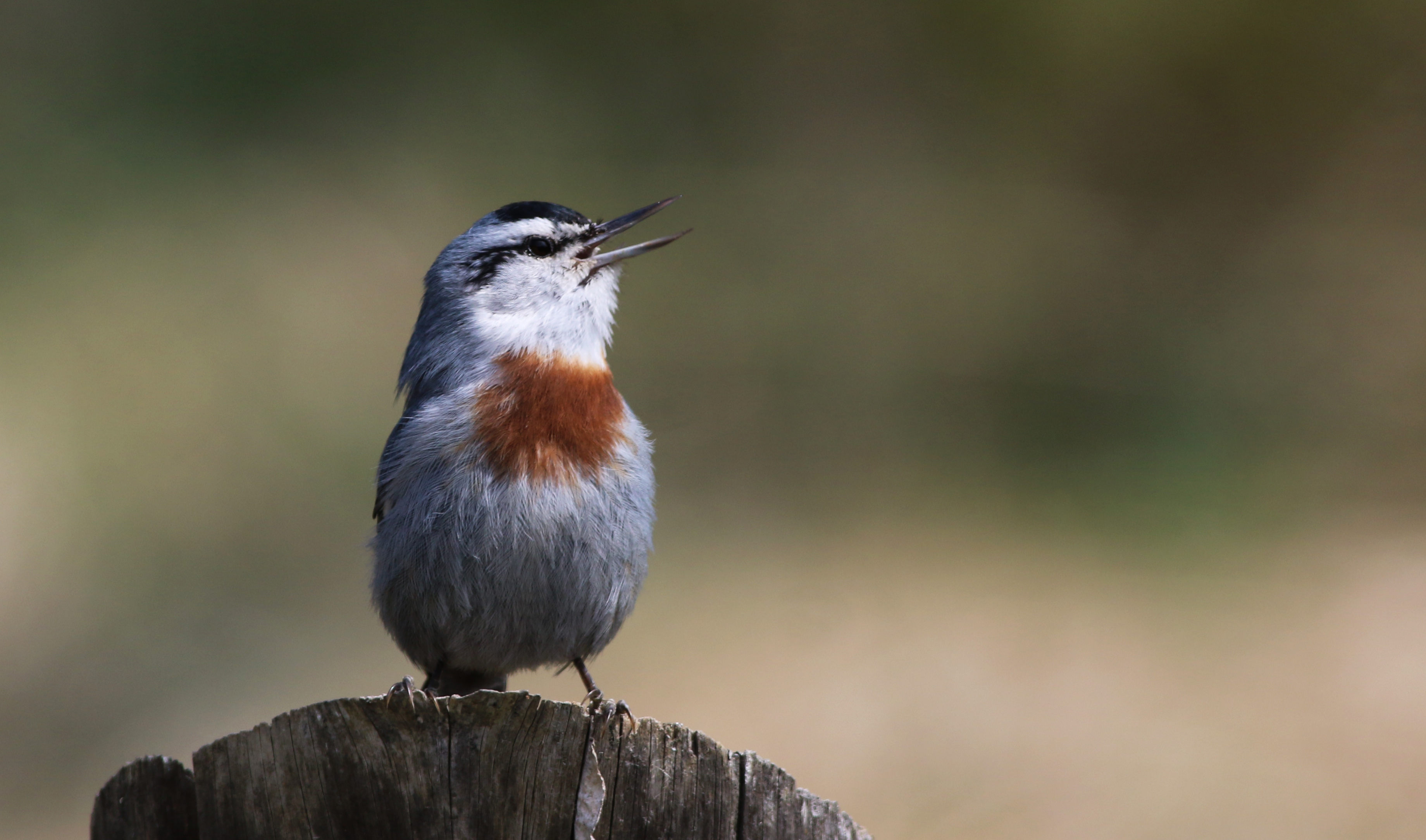 Krüper's Nuthatch