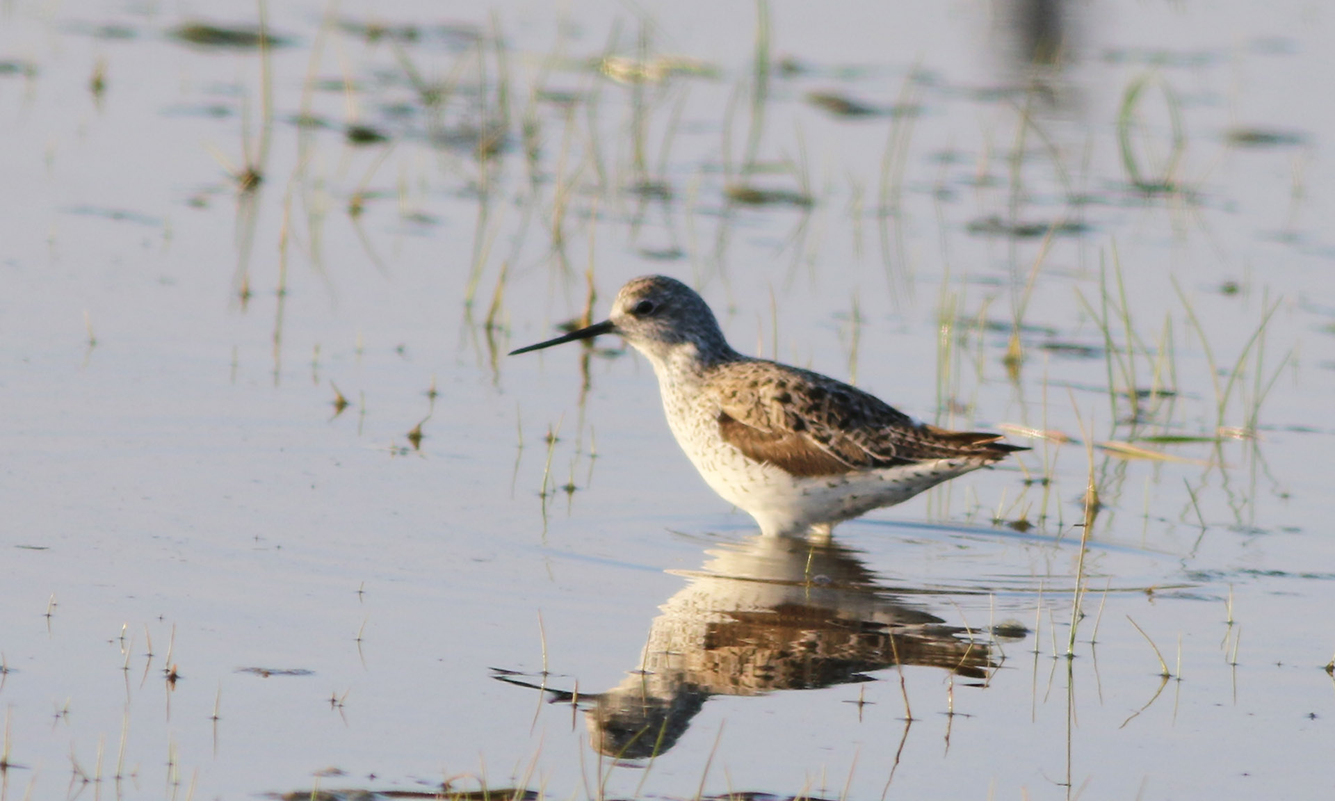 Marsh Sandpiper