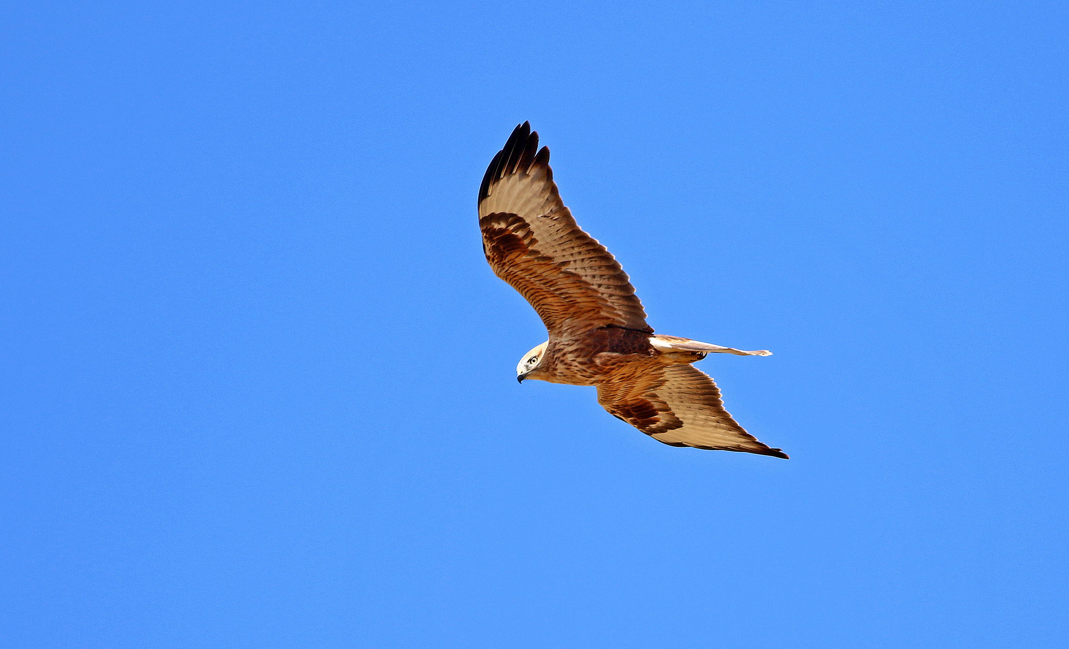 Long-legged Buzzard
