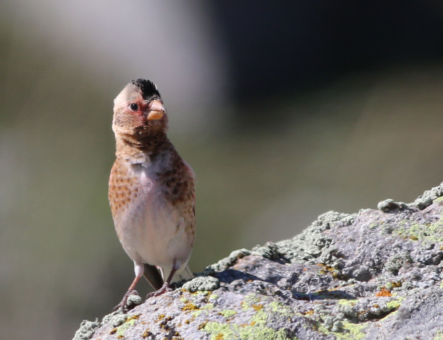 Crimson-winged Finch