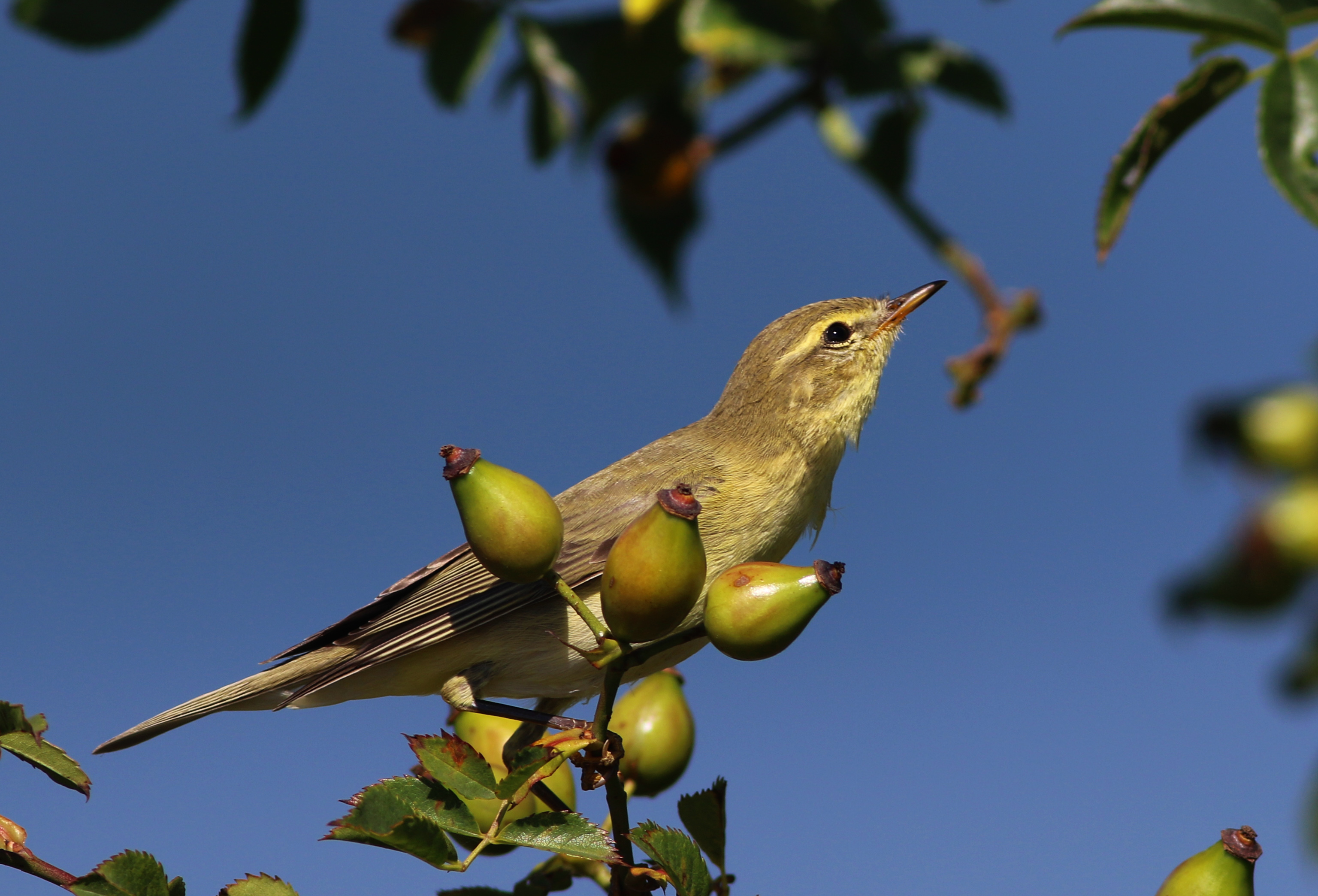 Willow Warbler