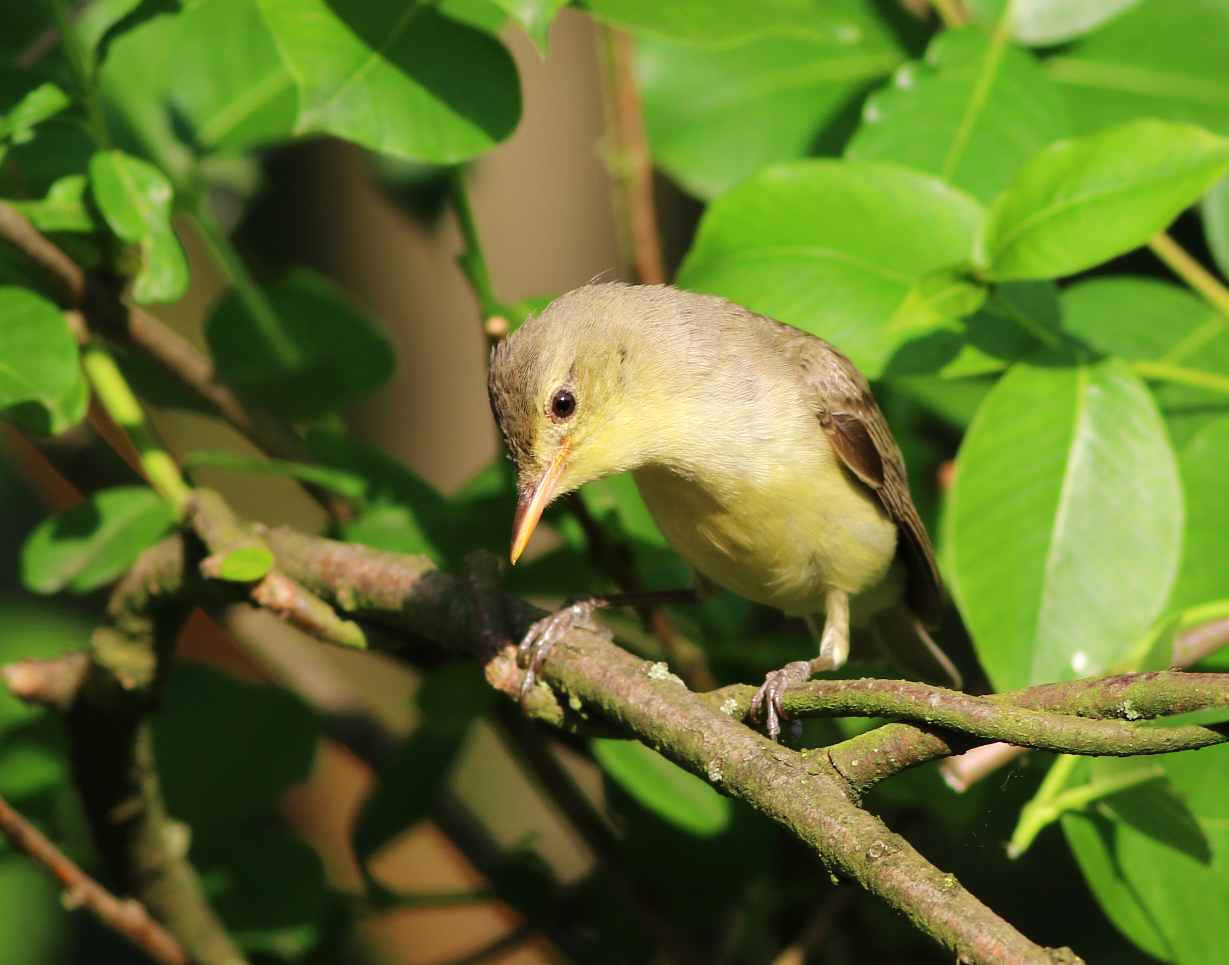 Icterine Warbler