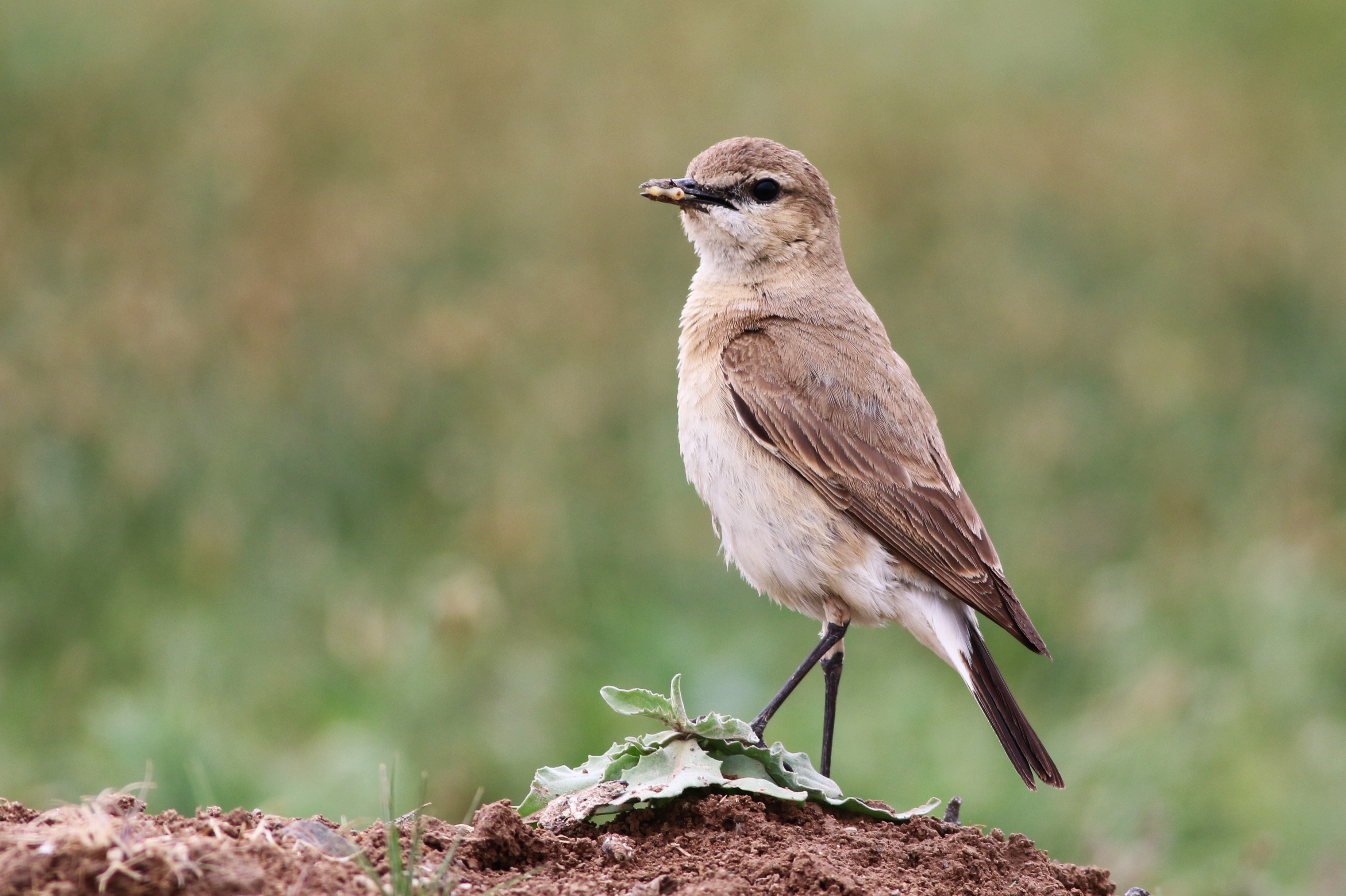 Isabelline Wheatear