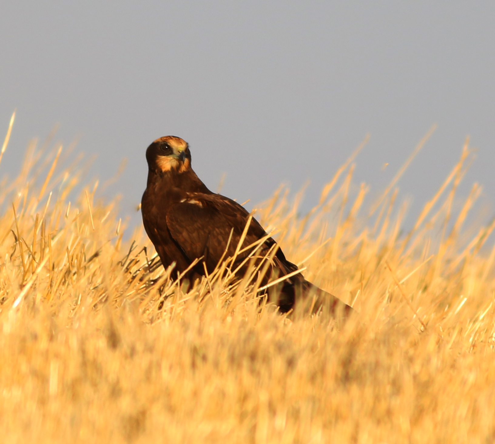 Eurasian Marsh-Harrier