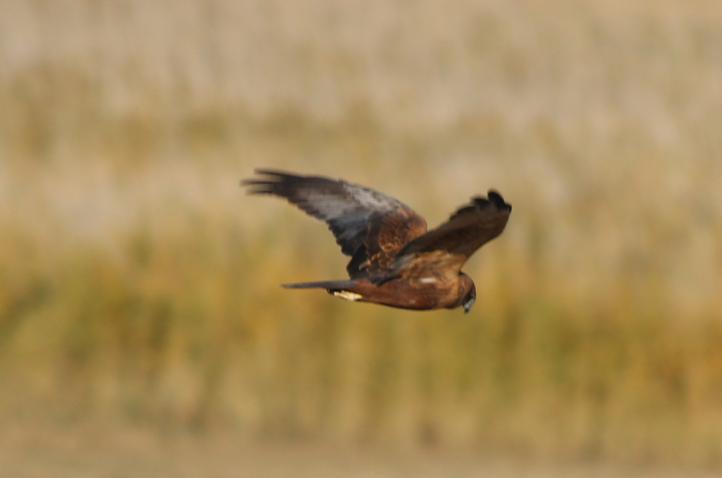 Pallid Harrier
