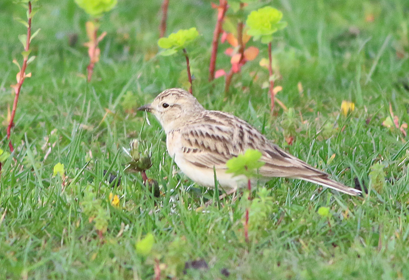 Greater Short-toed Lark