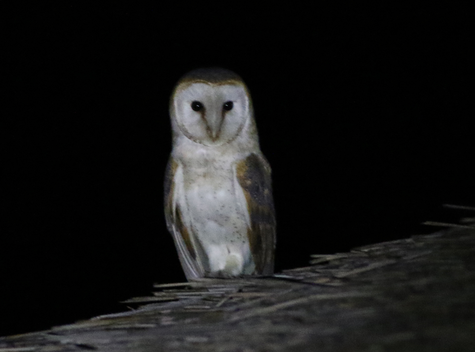 Barn Owl