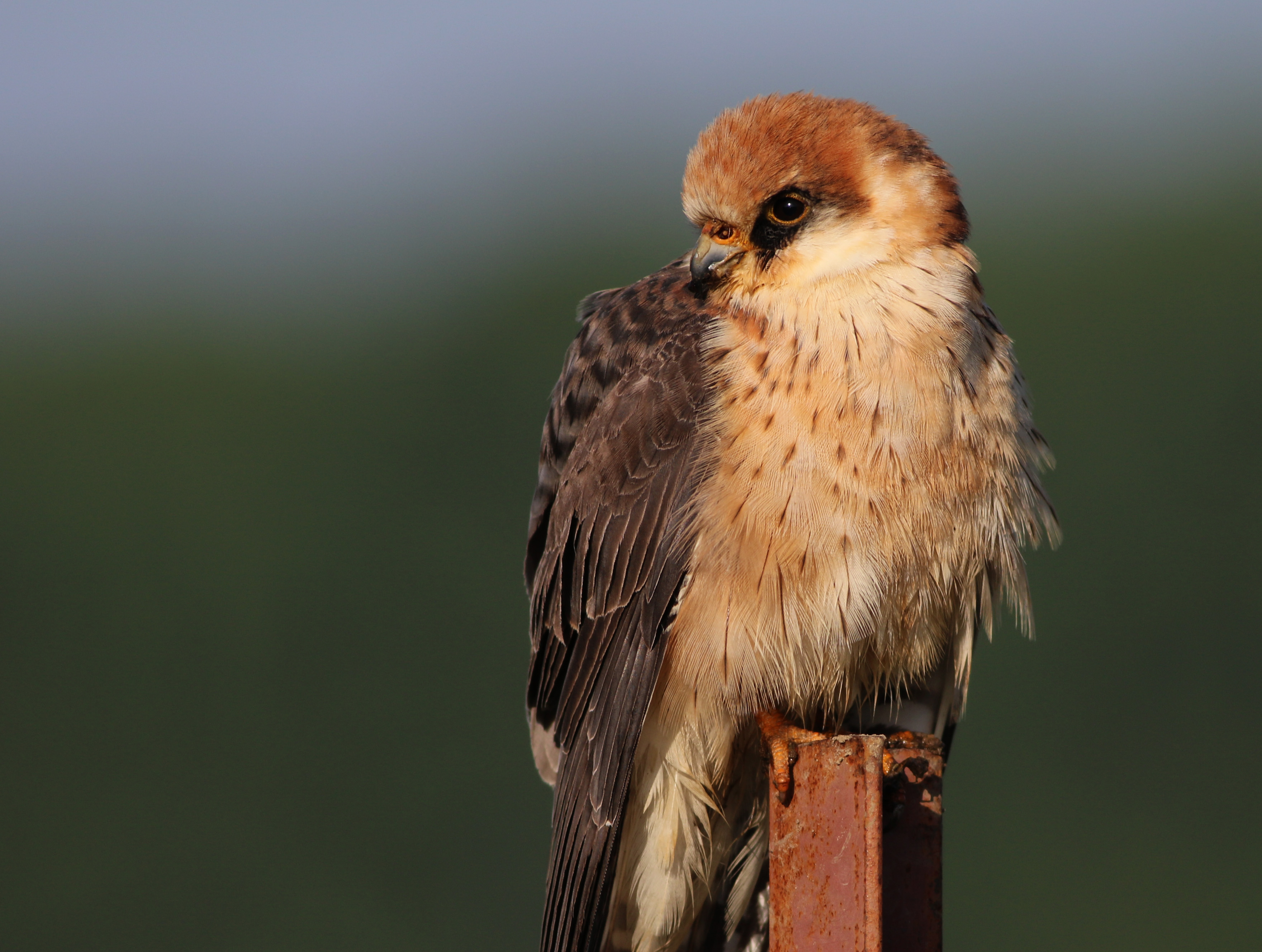Red-footed Falcon