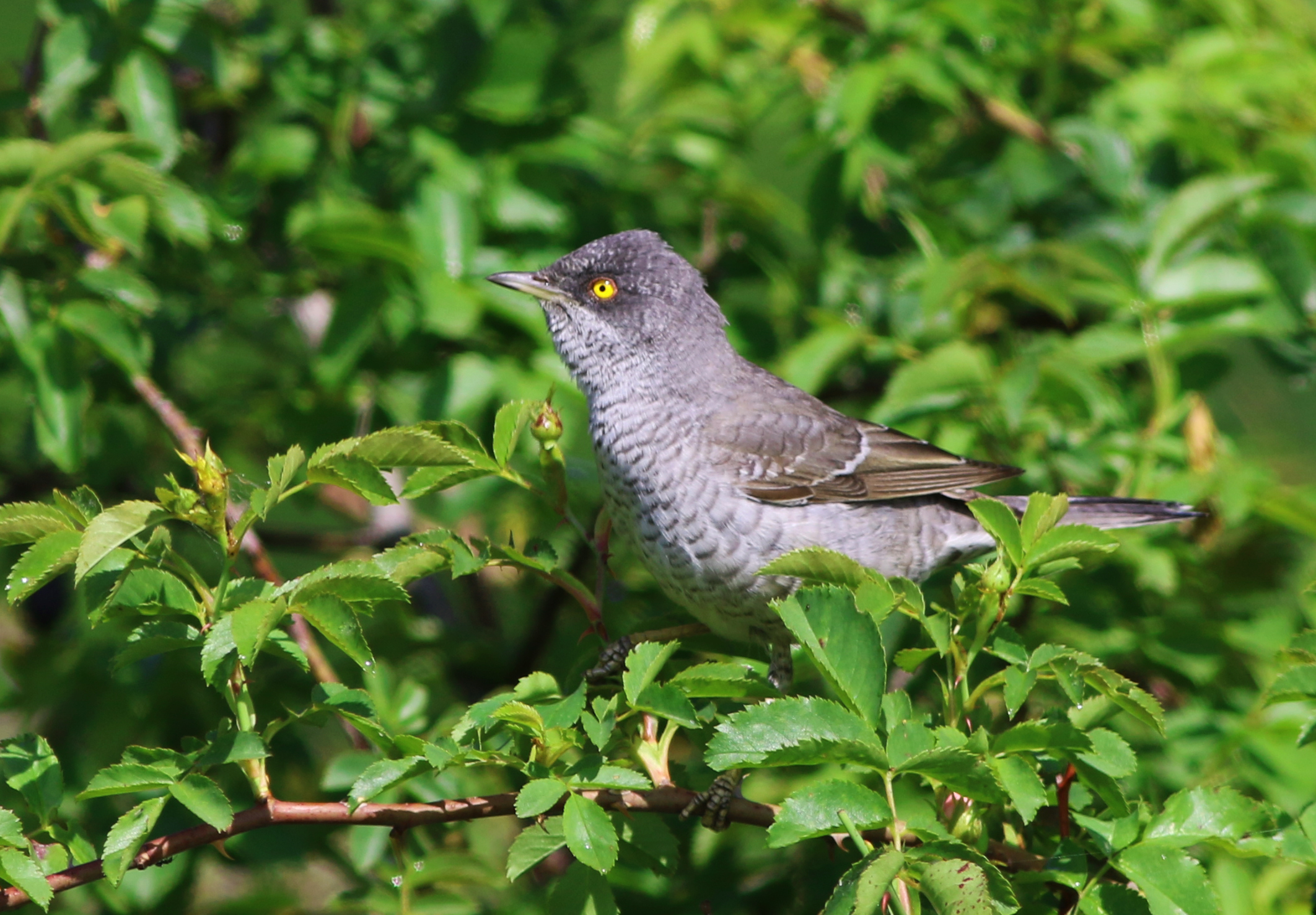 Barred Warbler