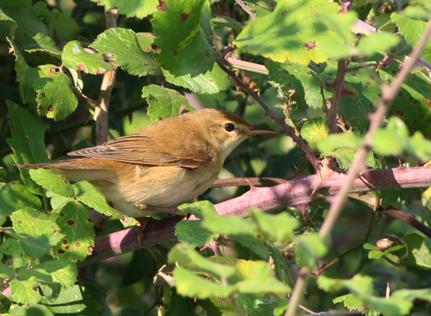 Marsh Warbler