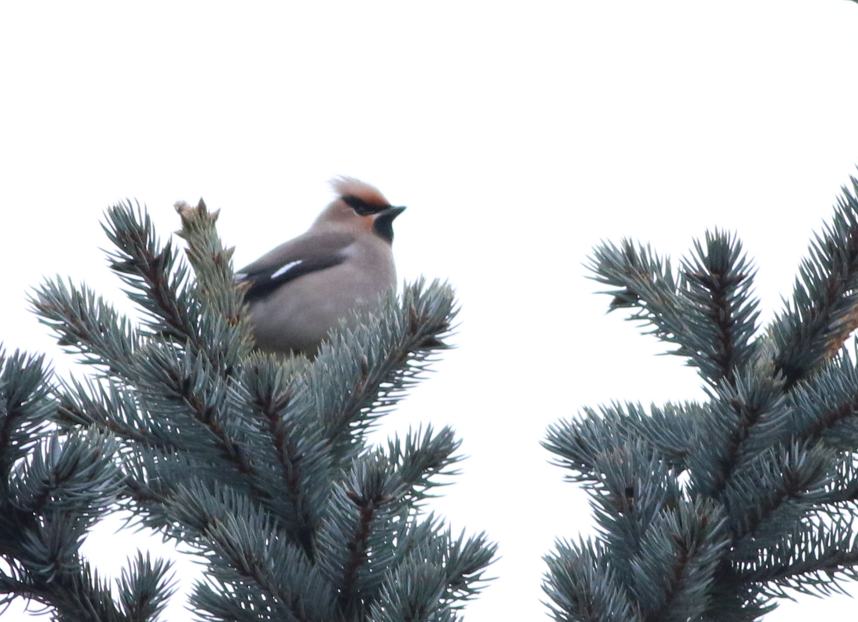 Bohemian Waxwing