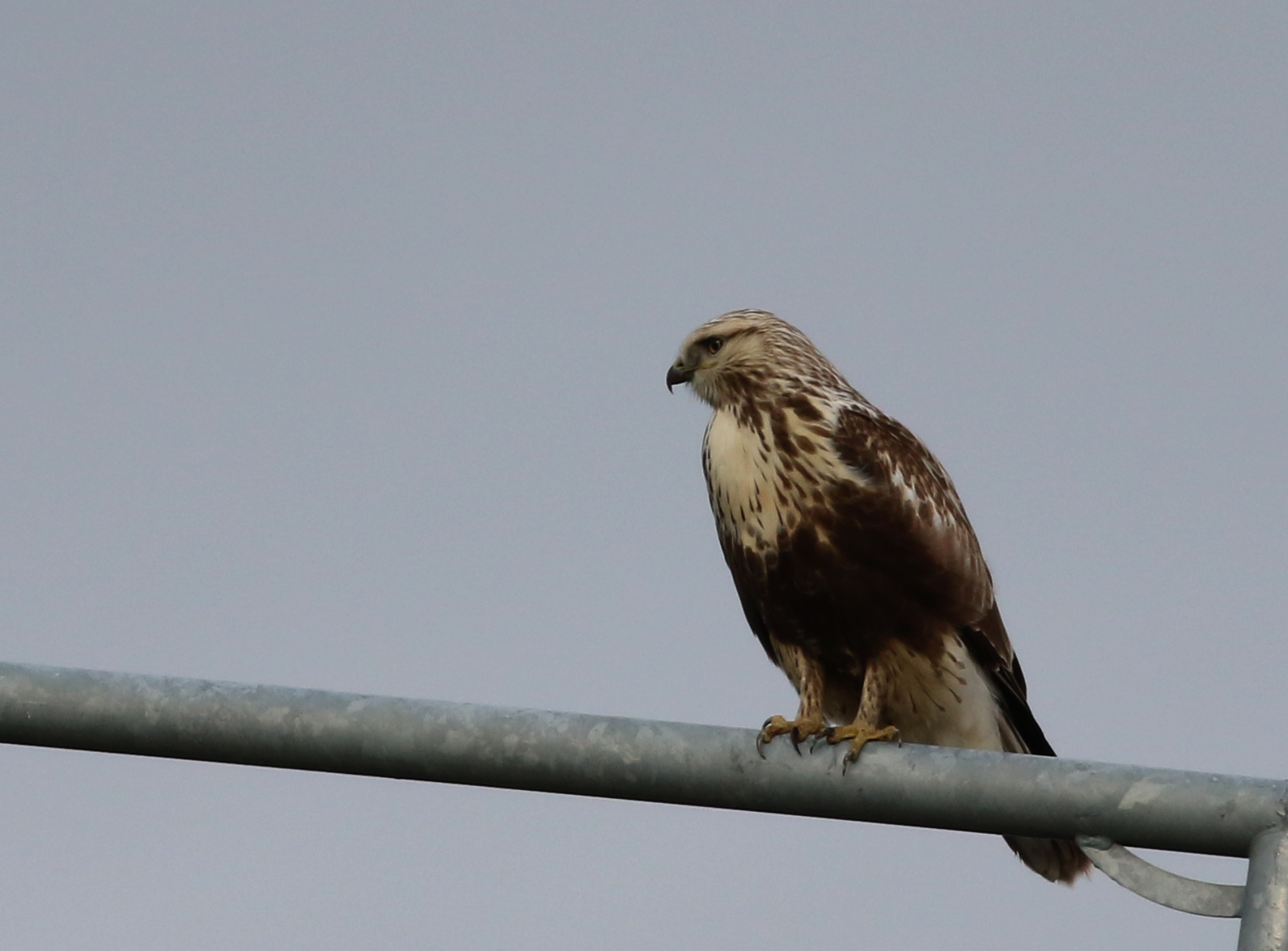 Rough-legged Hawk