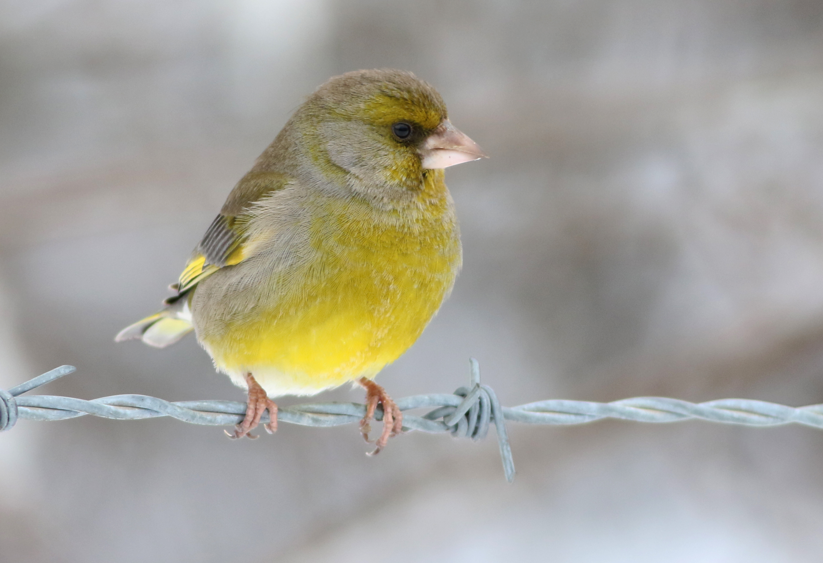 European Greenfinch