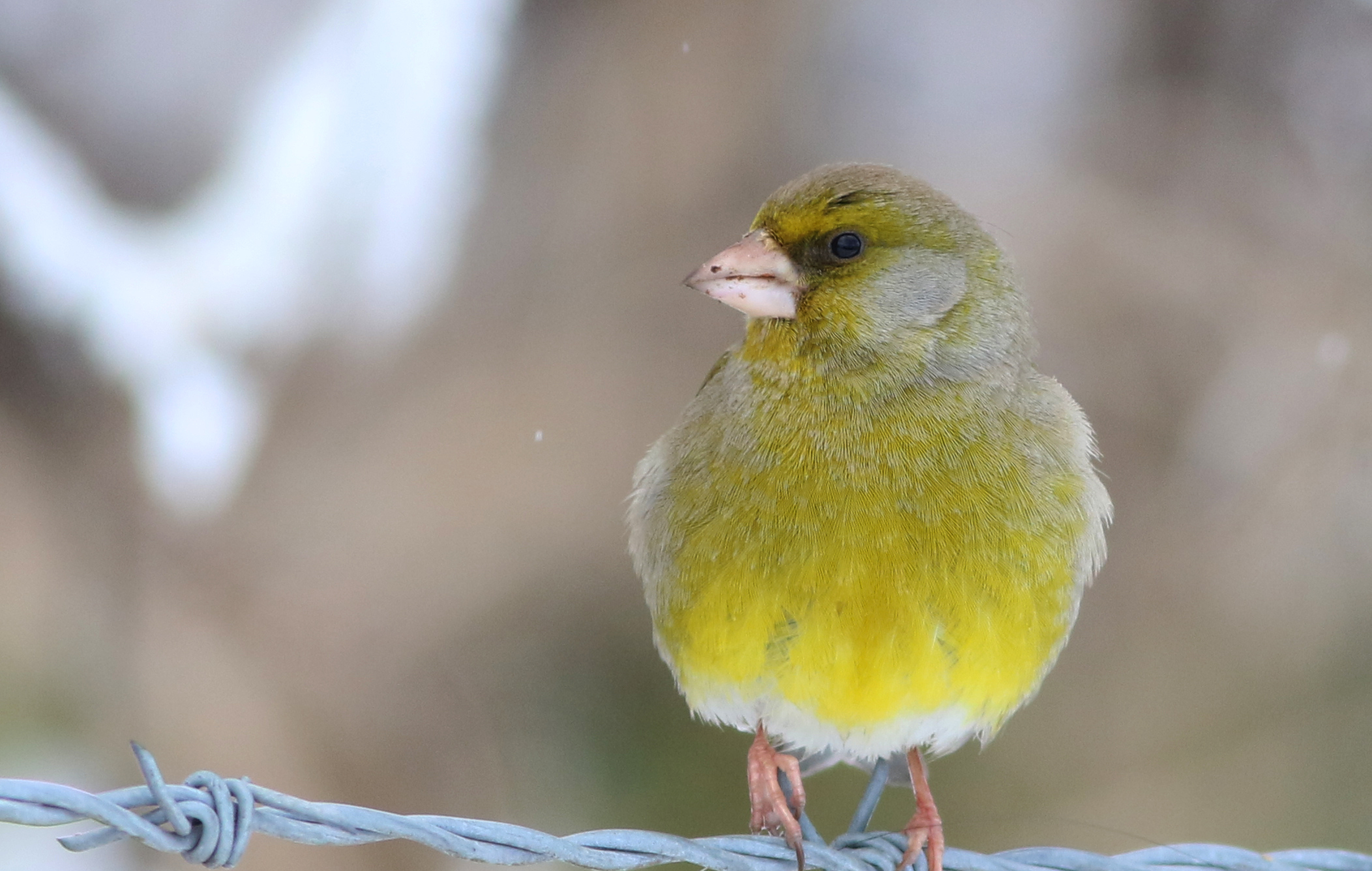 European Greenfinch