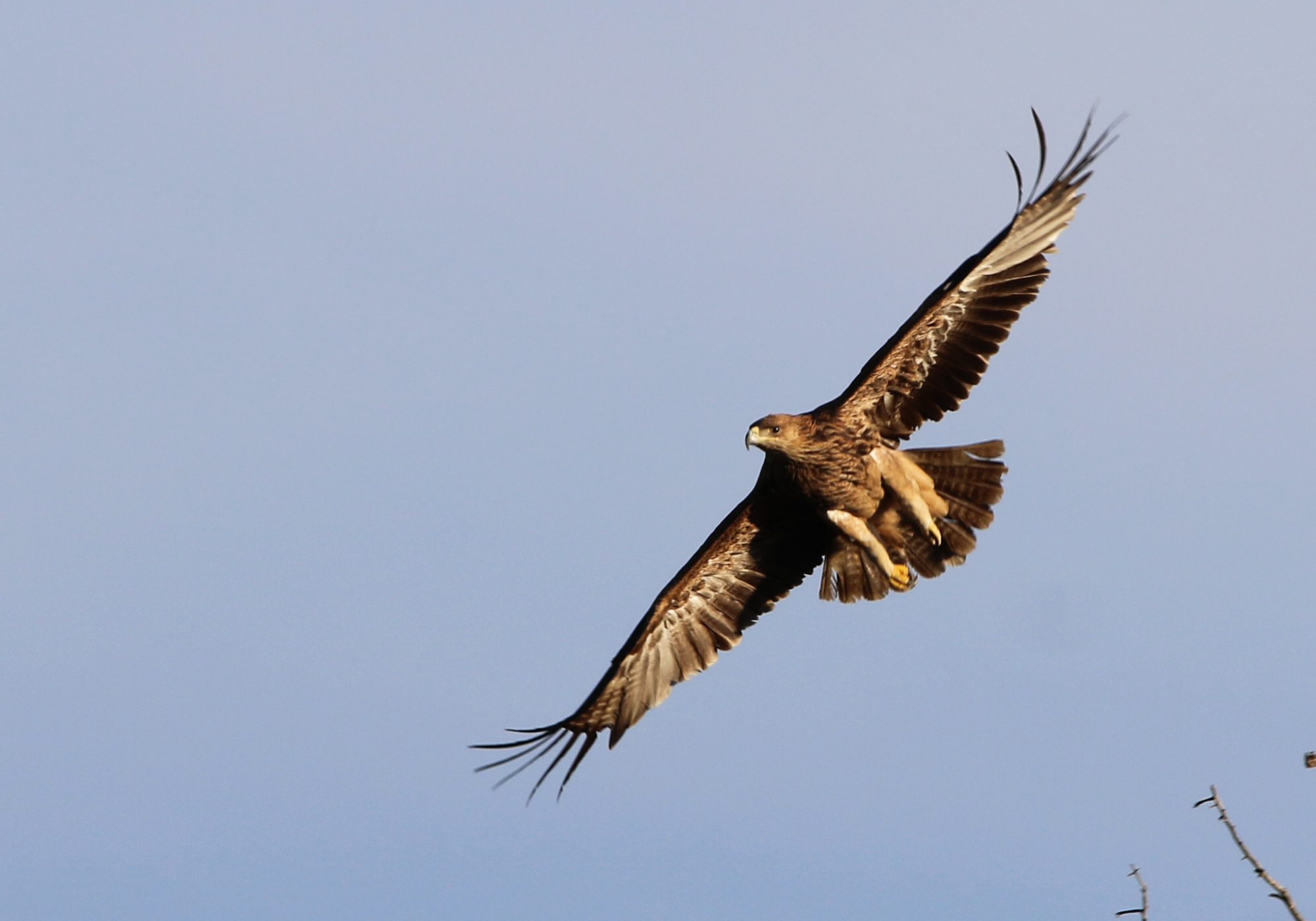 Imperial Eagle