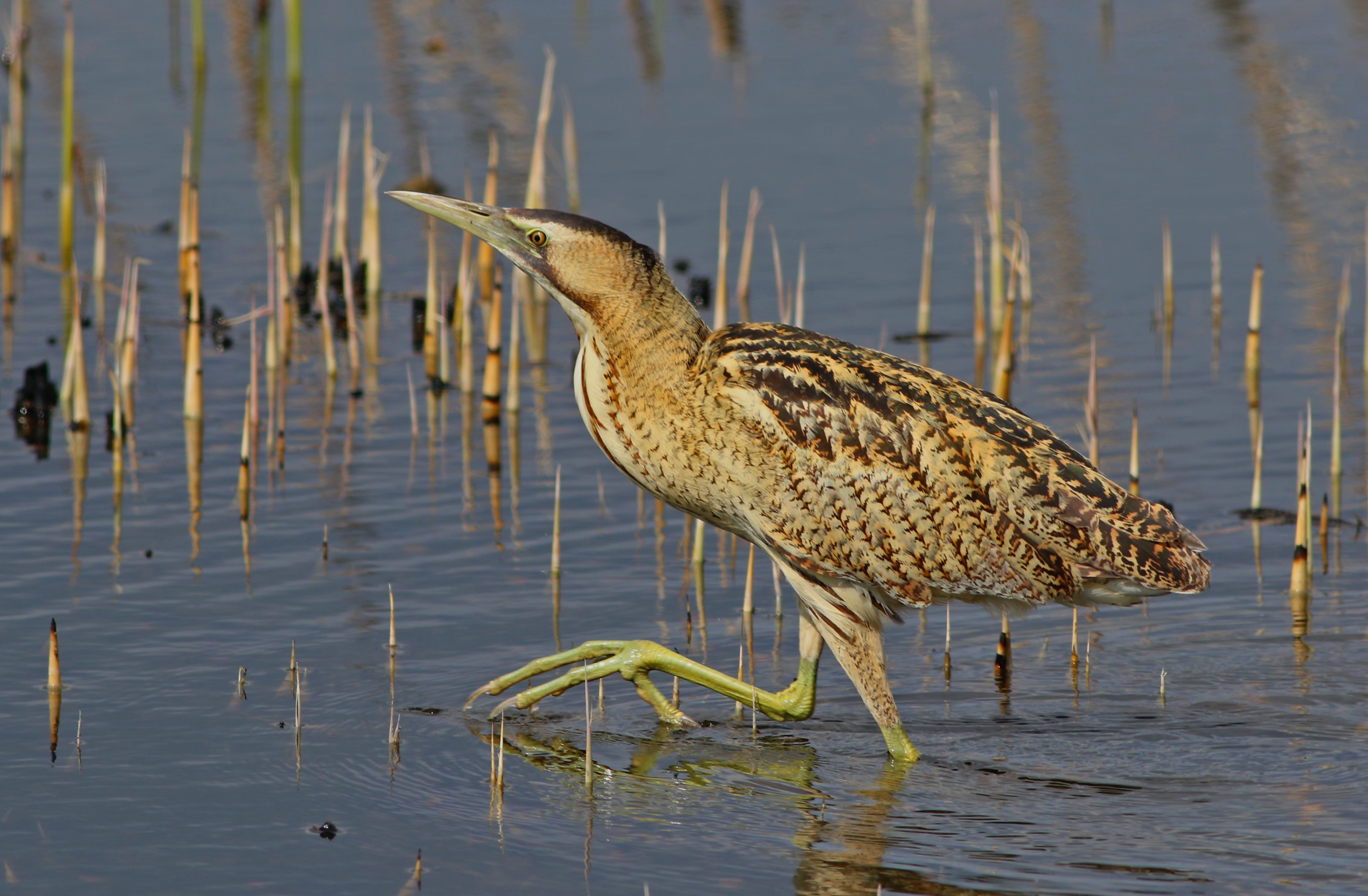 Great Bittern