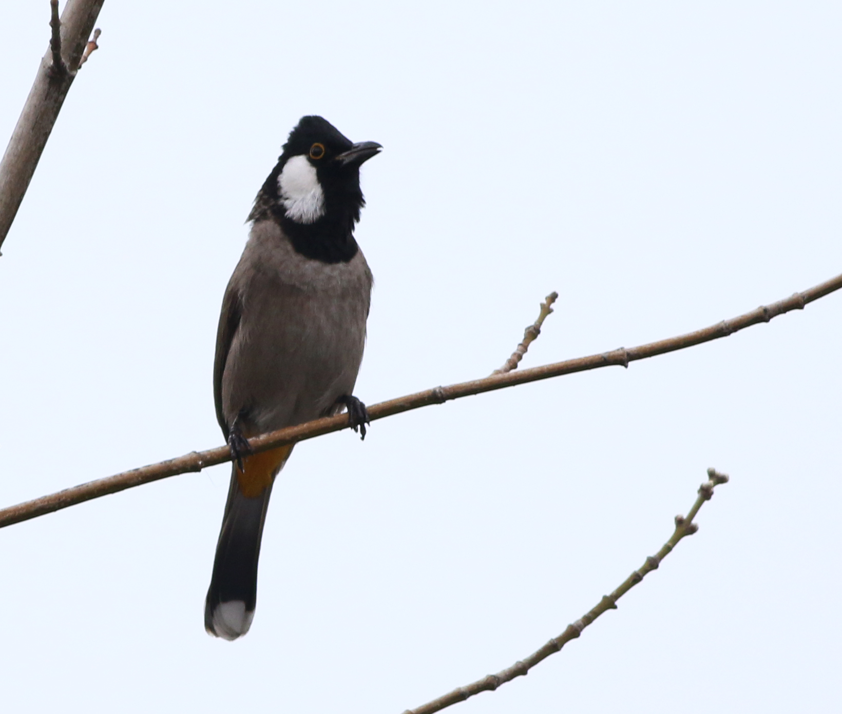 White-eared Bulbul