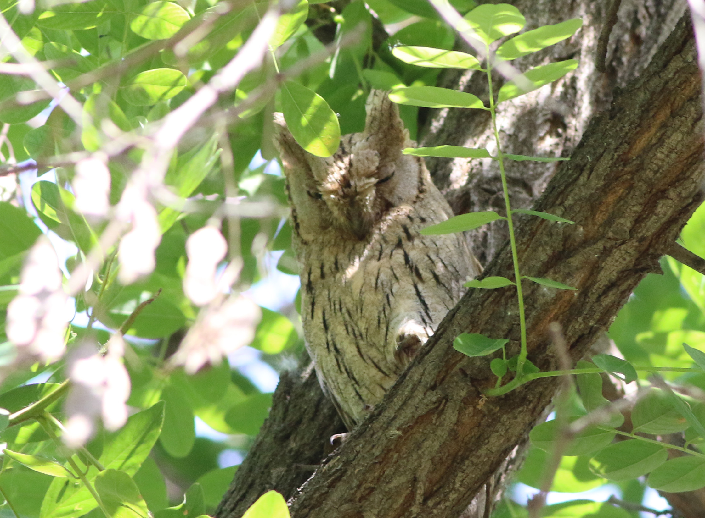 Pallid Scops-Owl