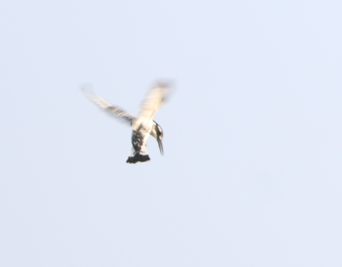 Pied Kingfisher