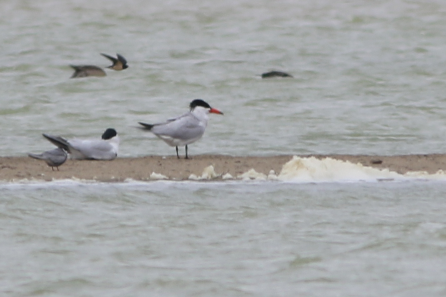 Caspian Tern