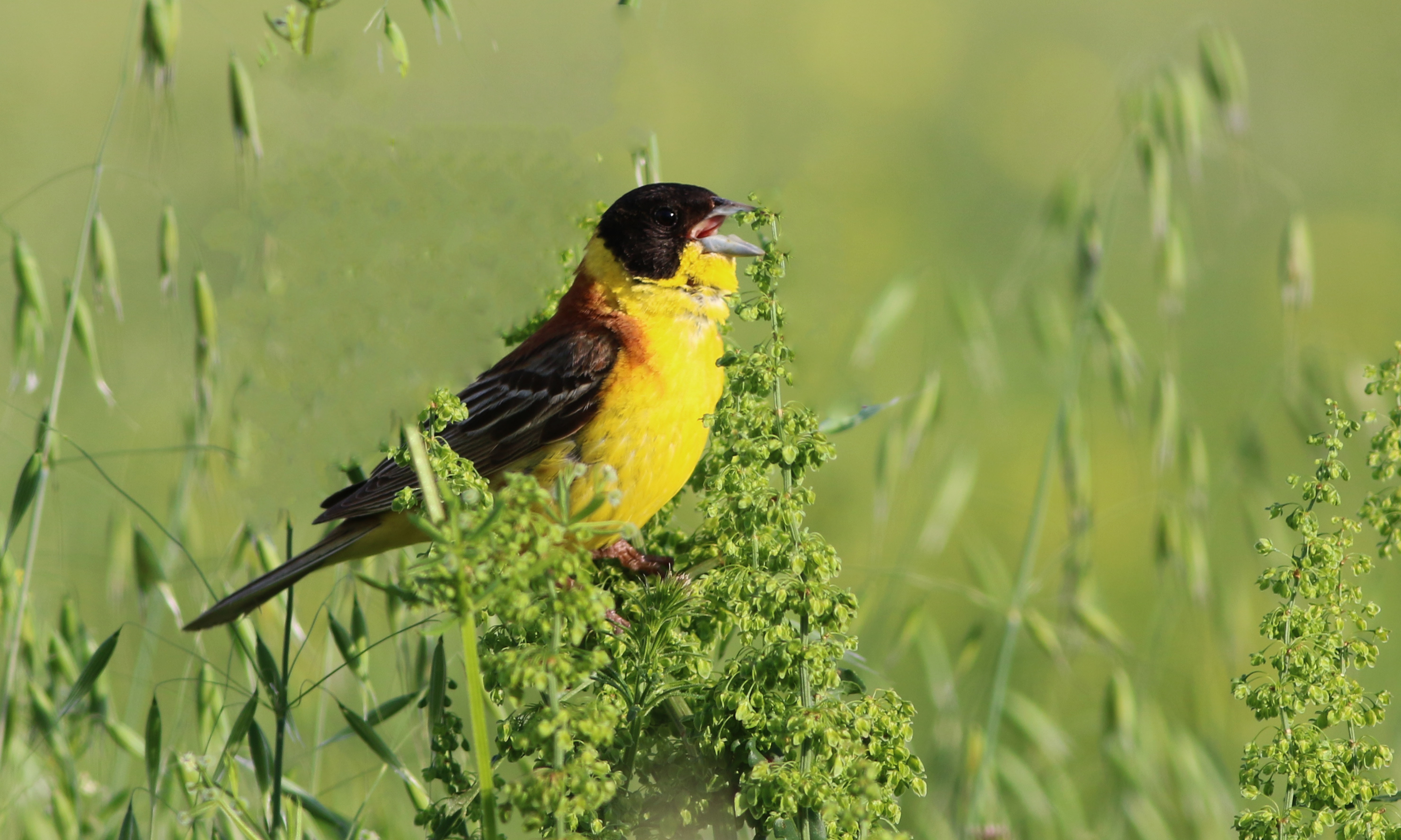 Black-headed Bunting