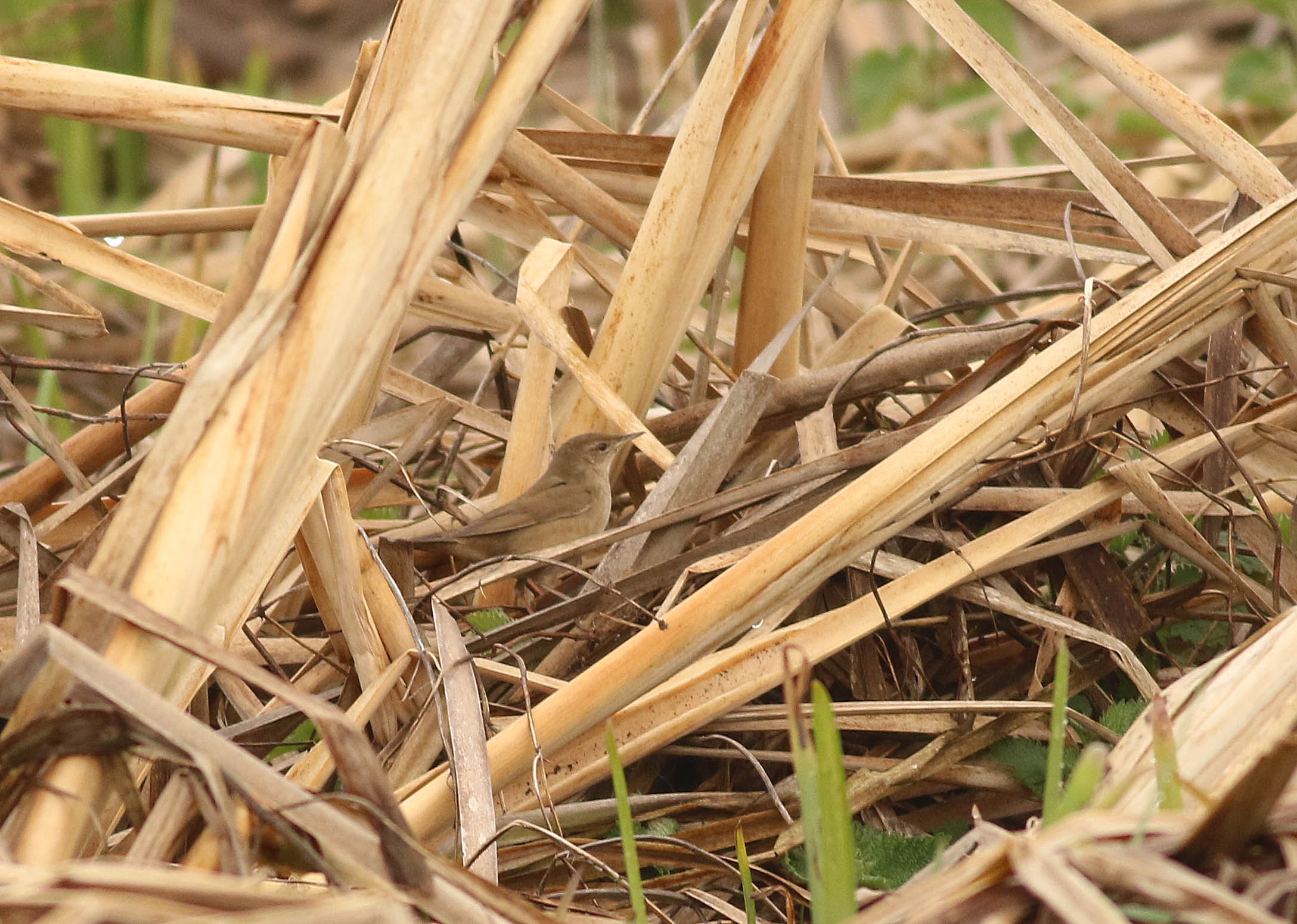 Savi's Warbler