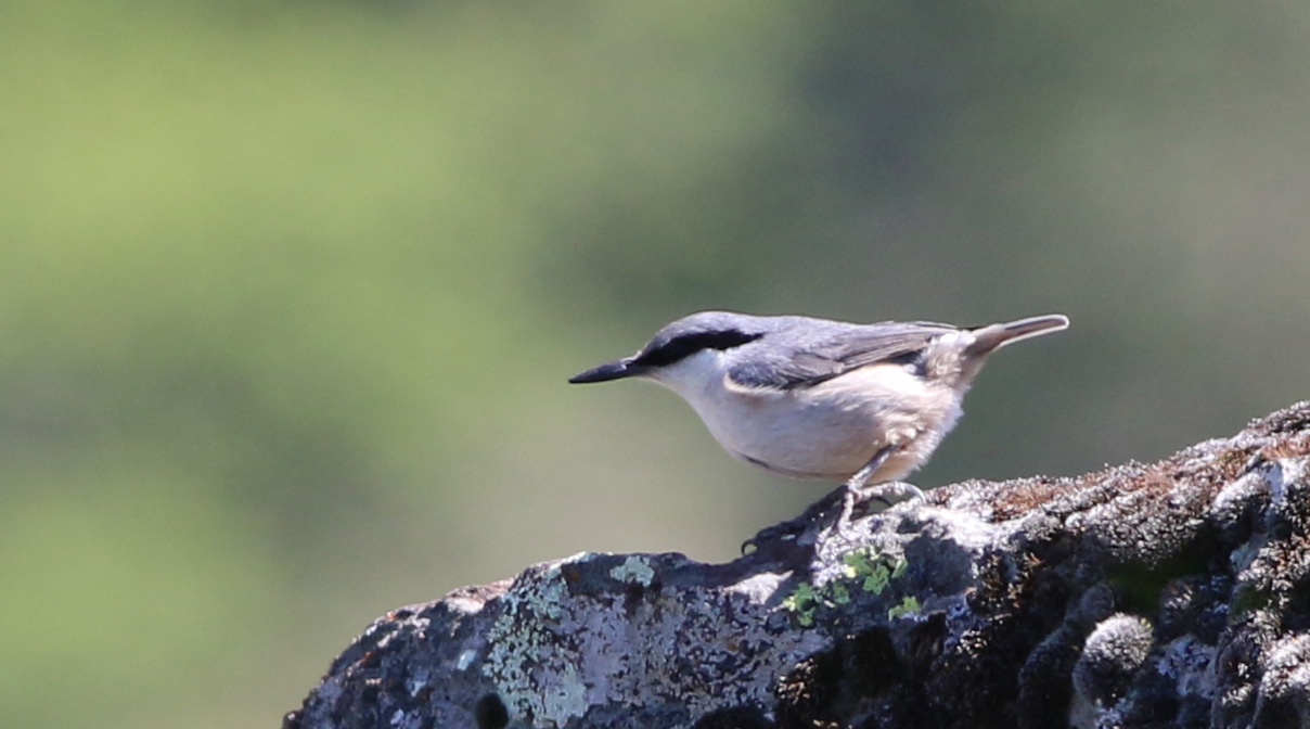 Western Rock Nuthatch — Ana fotoğraf