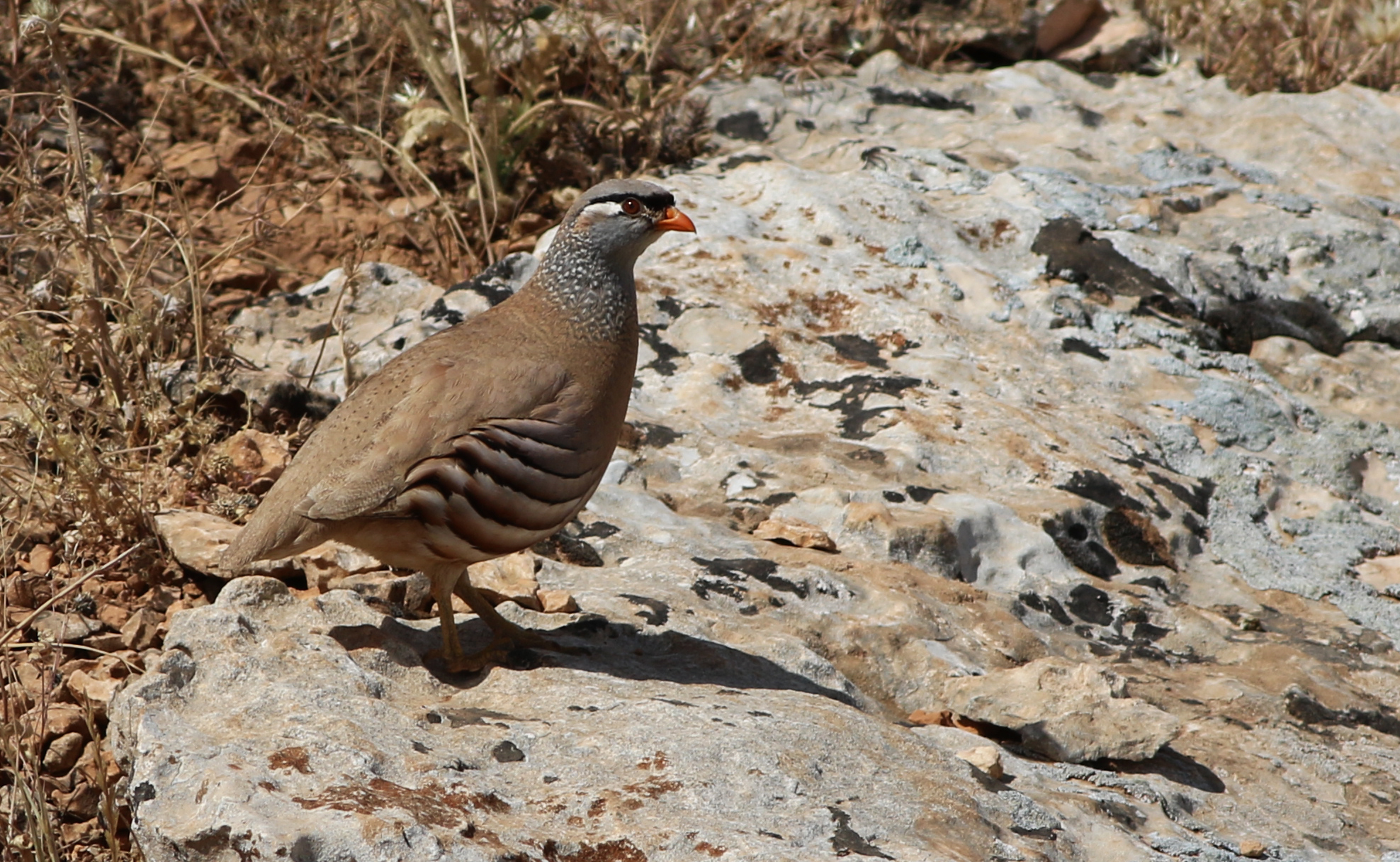 See-see Partridge