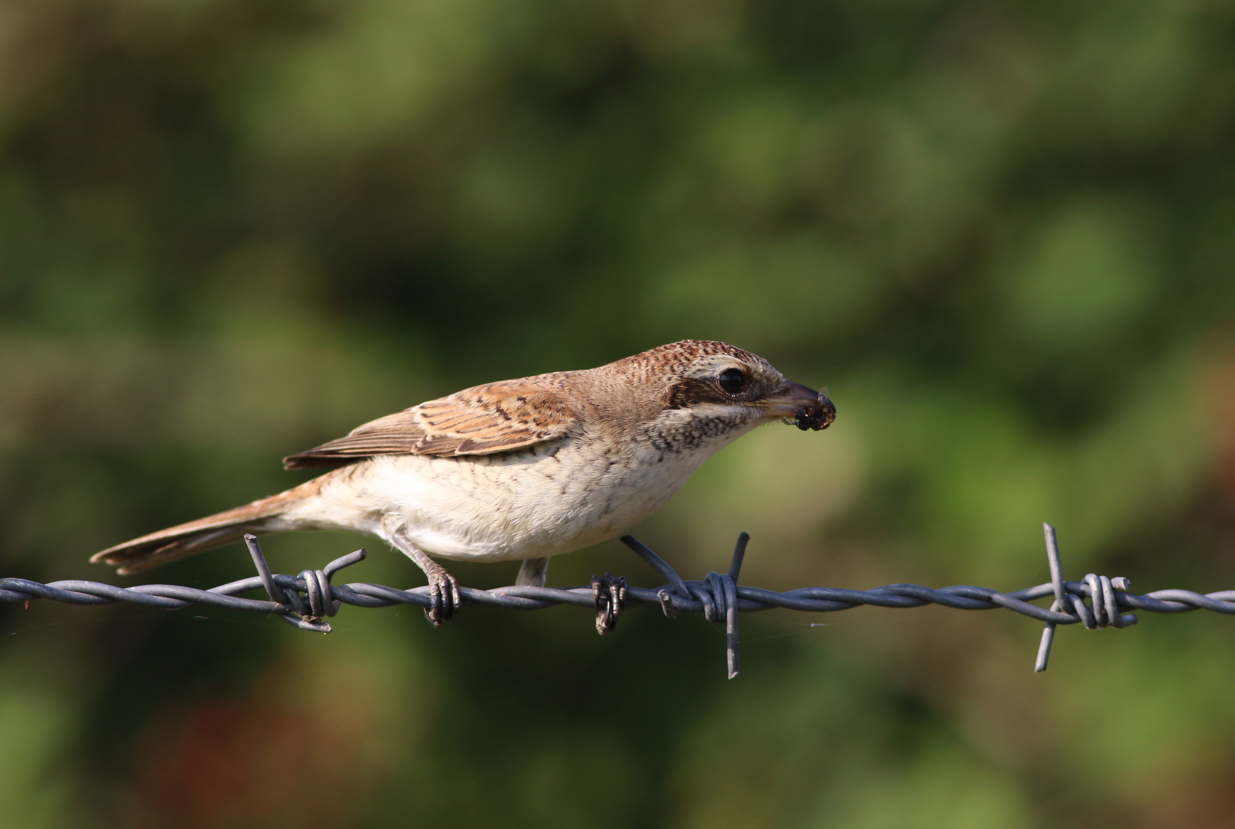 Red-backed Shrike