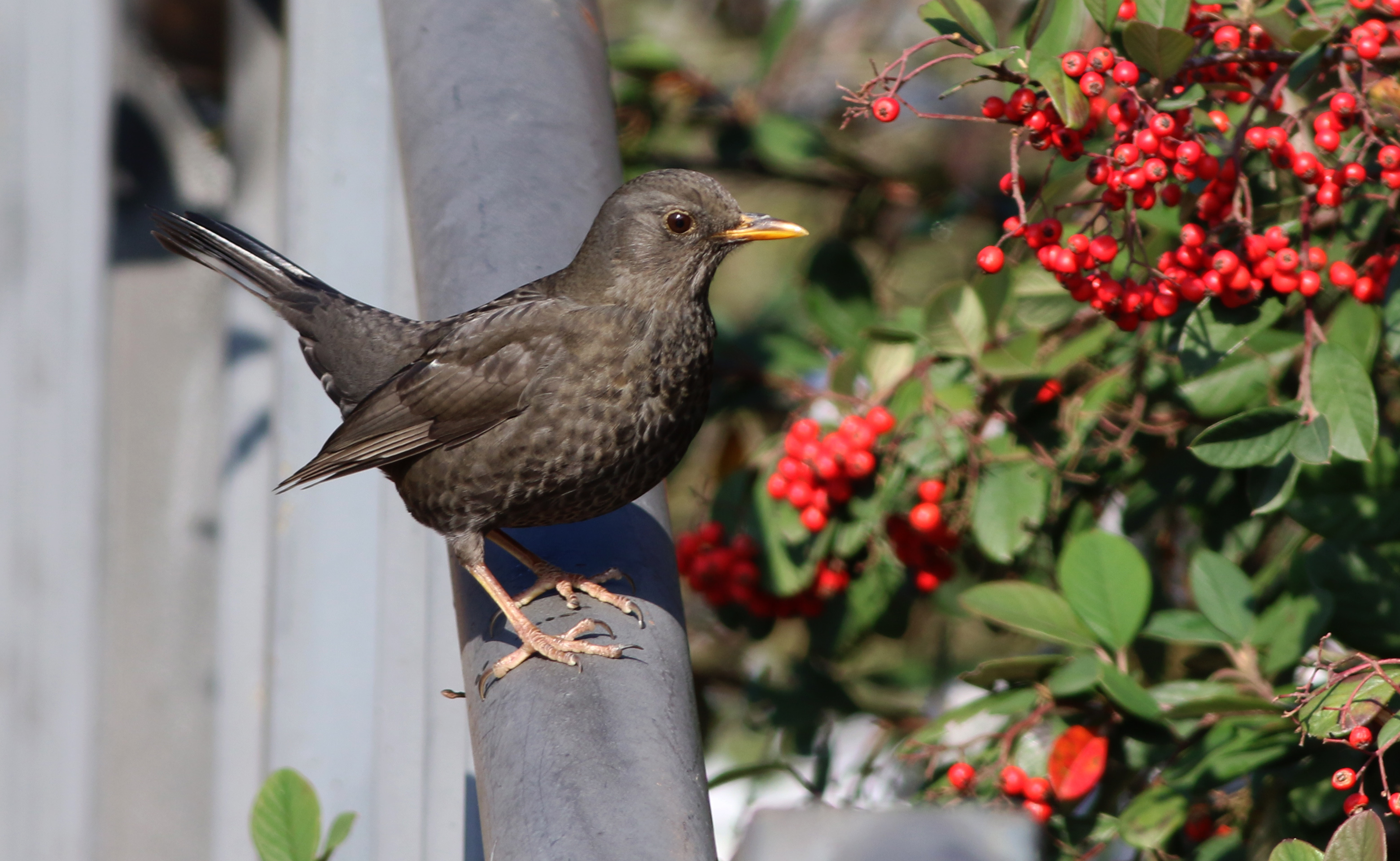 Eurasian Blackbird