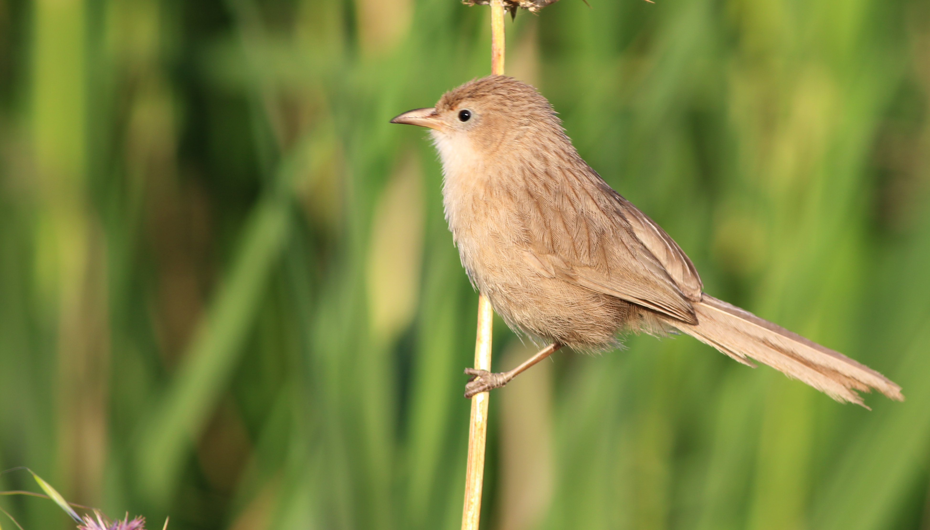 Iraq Babbler