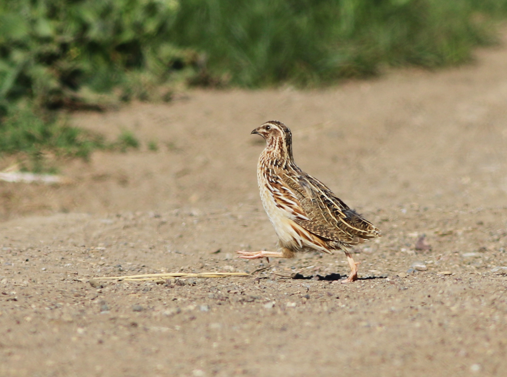 Common Quail