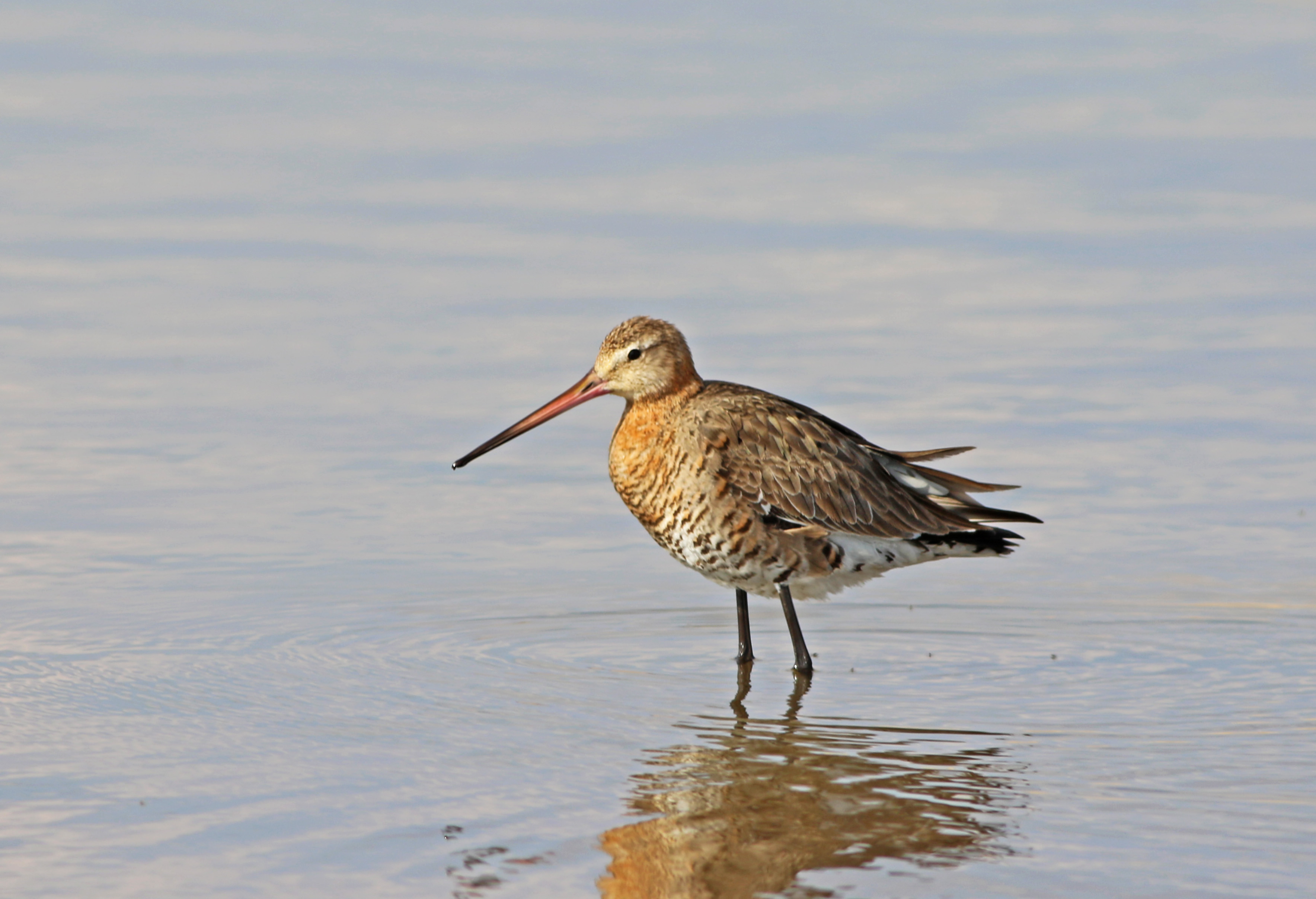Black-tailed Godwit