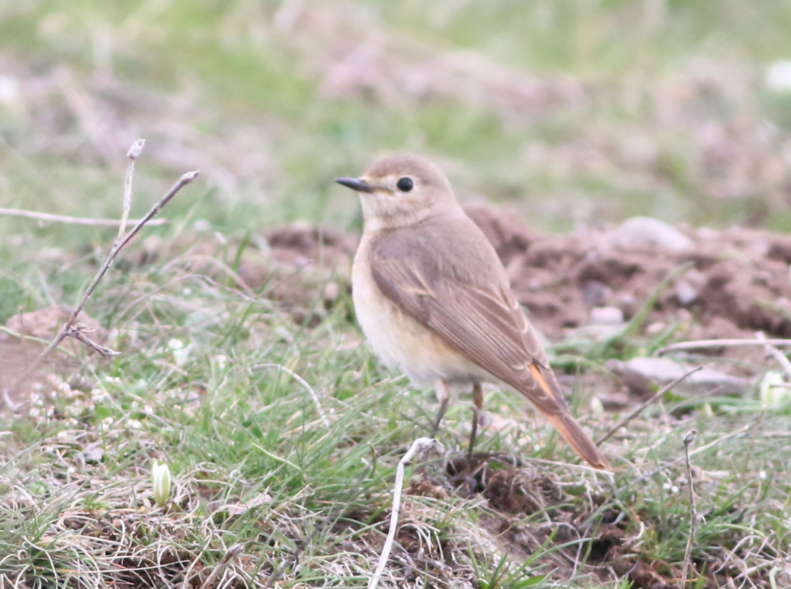 Common Redstart