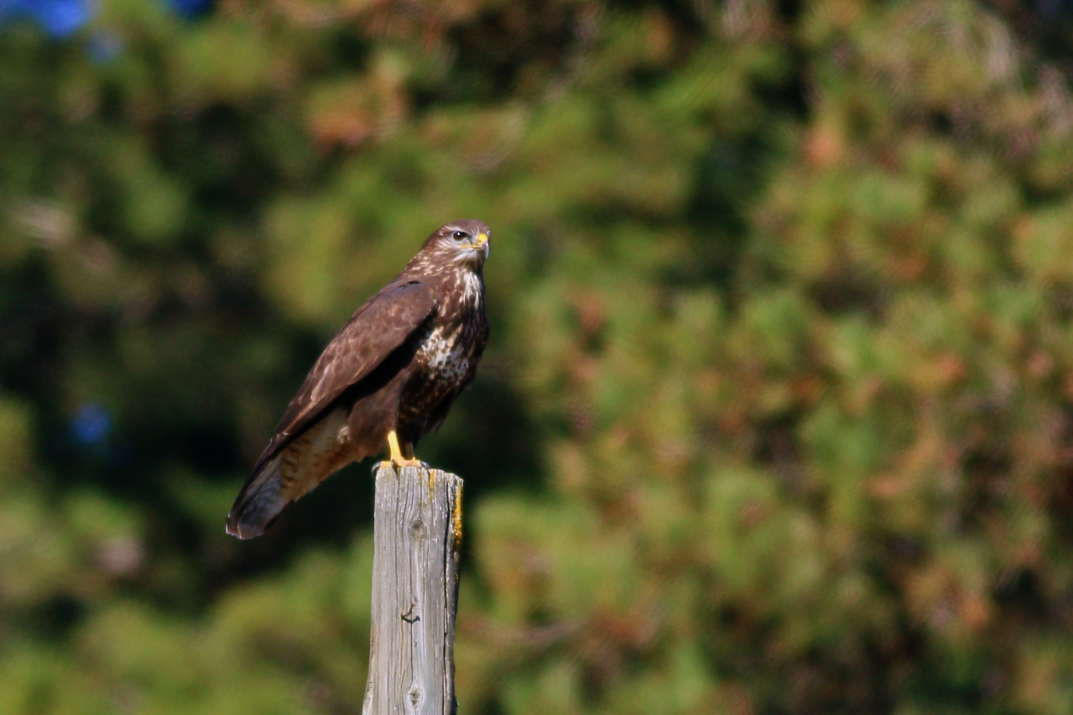 Common Buzzard