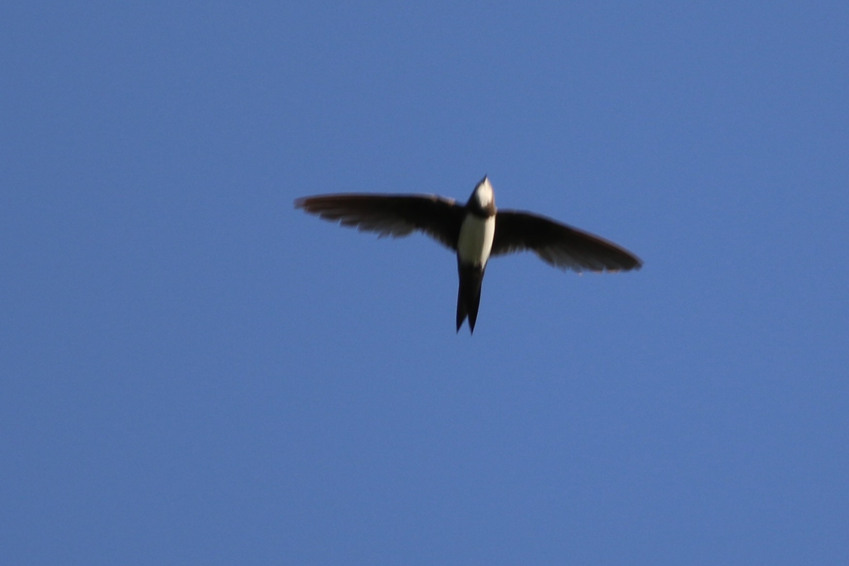 Alpine Swift