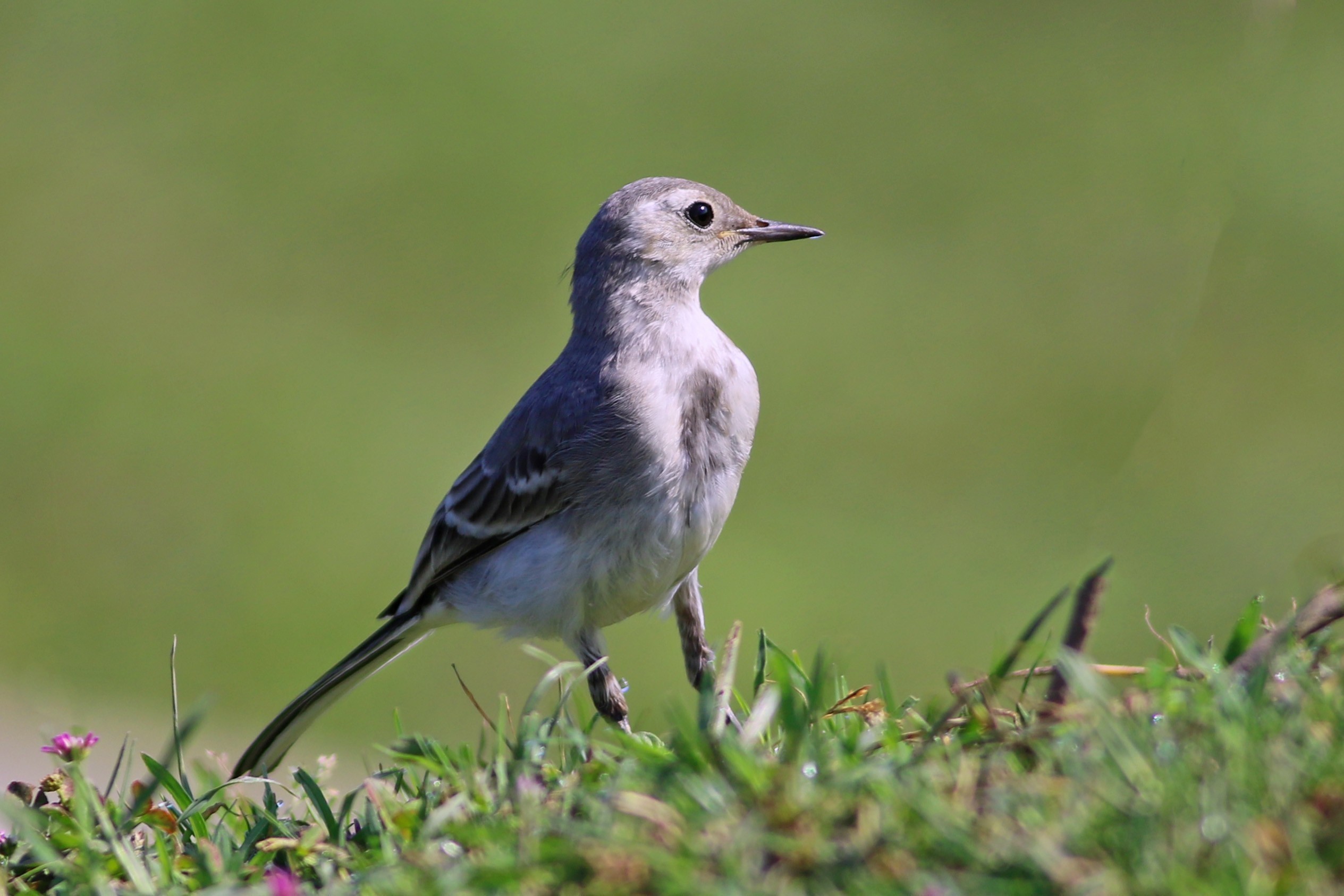 White Wagtail