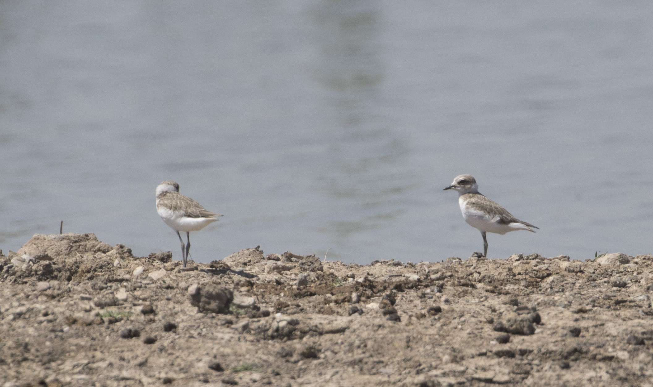 Kentish Plover