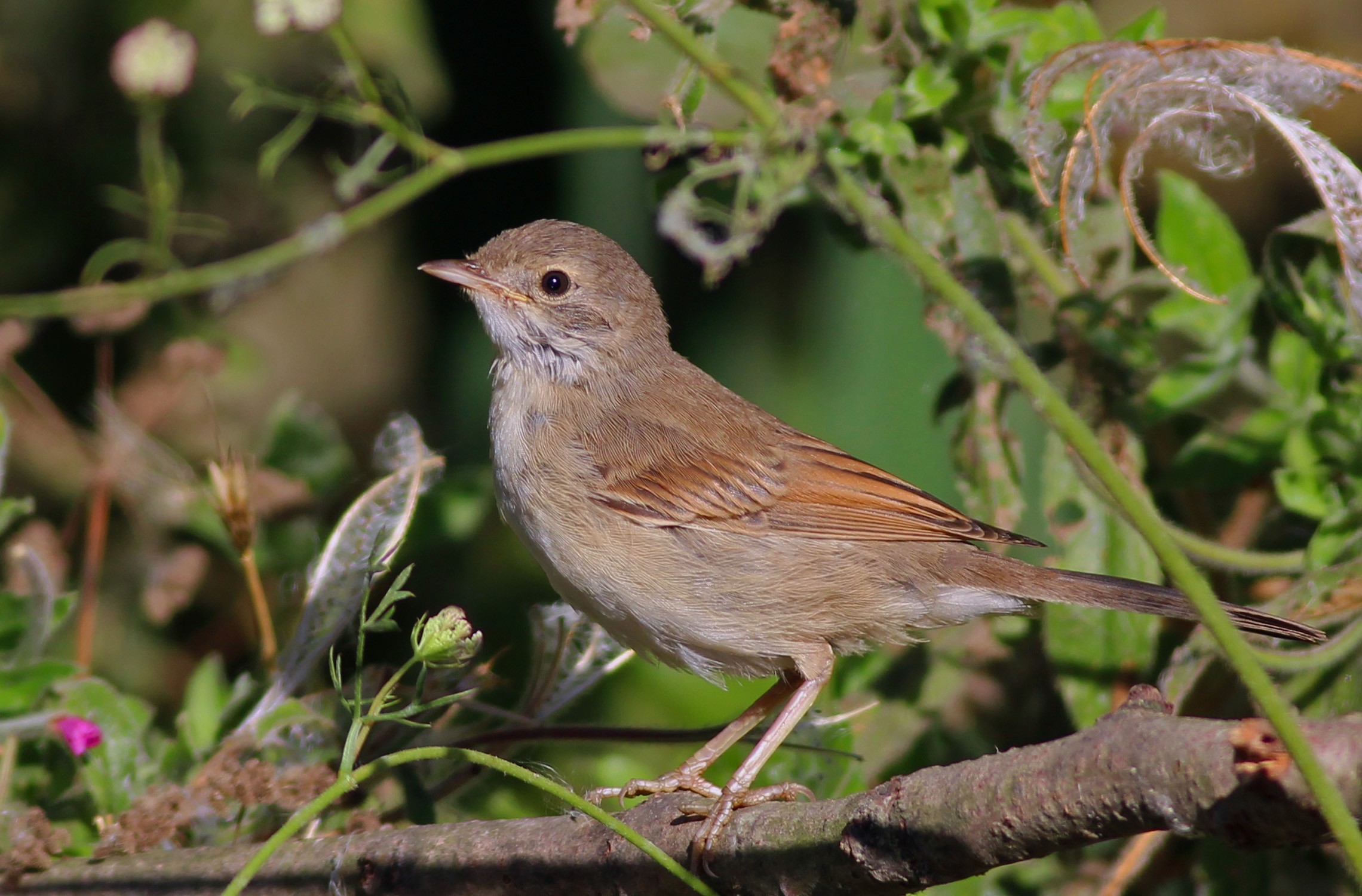 Greater Whitethroat