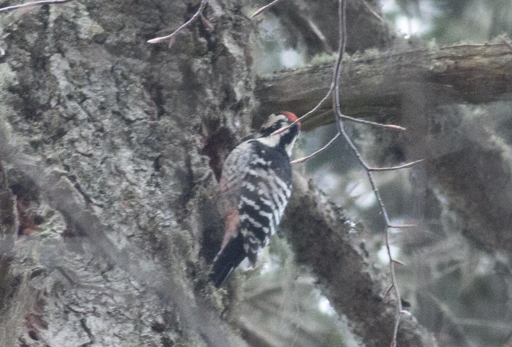 White-backed Woodpecker