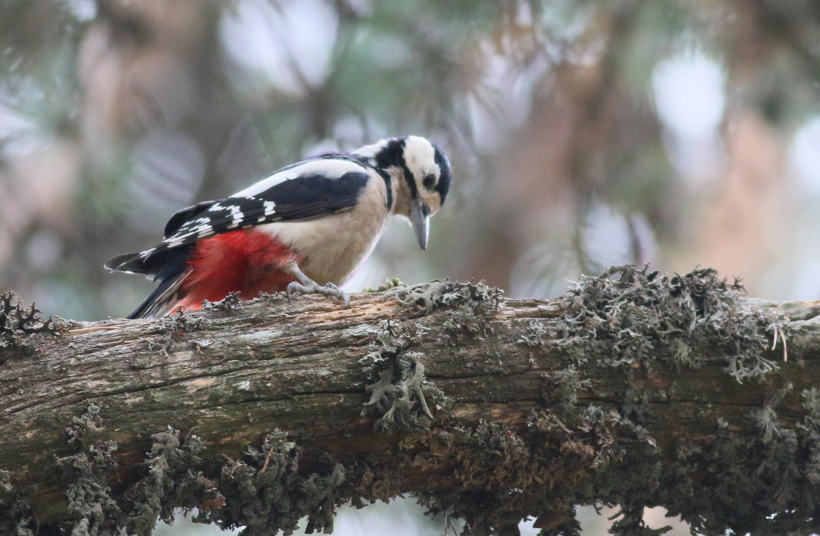 Great Spotted Woodpecker