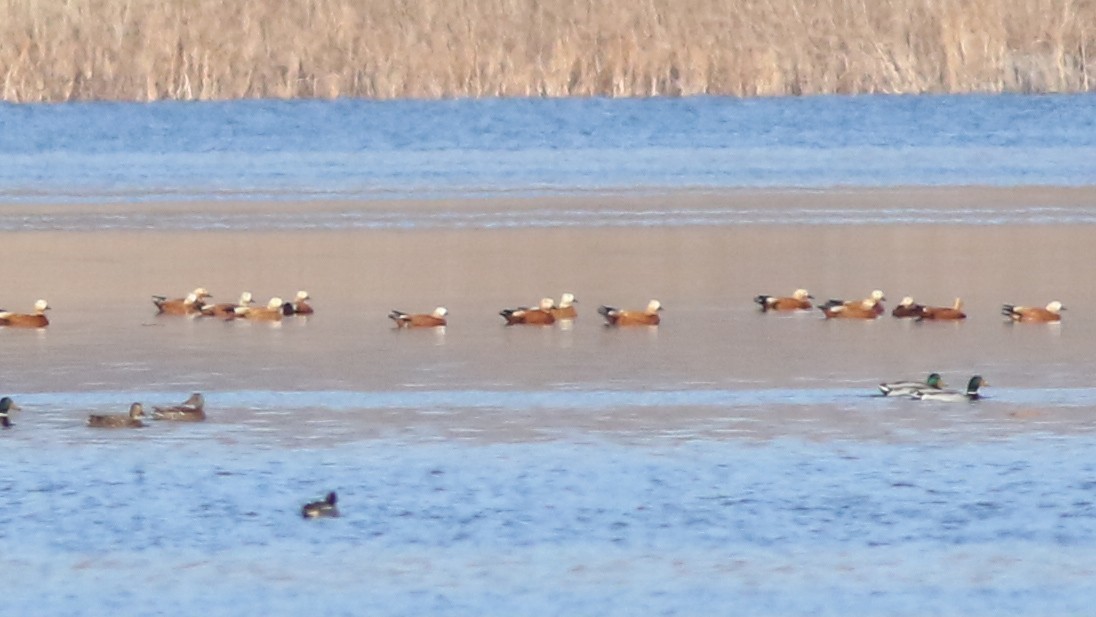 Ruddy Shelduck