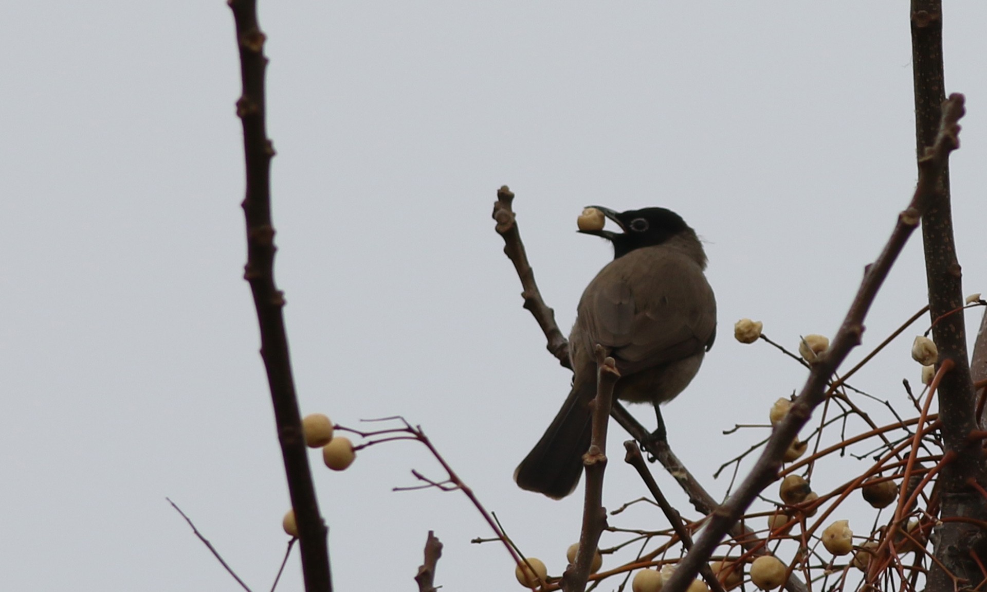 White-spectacled Bulbul