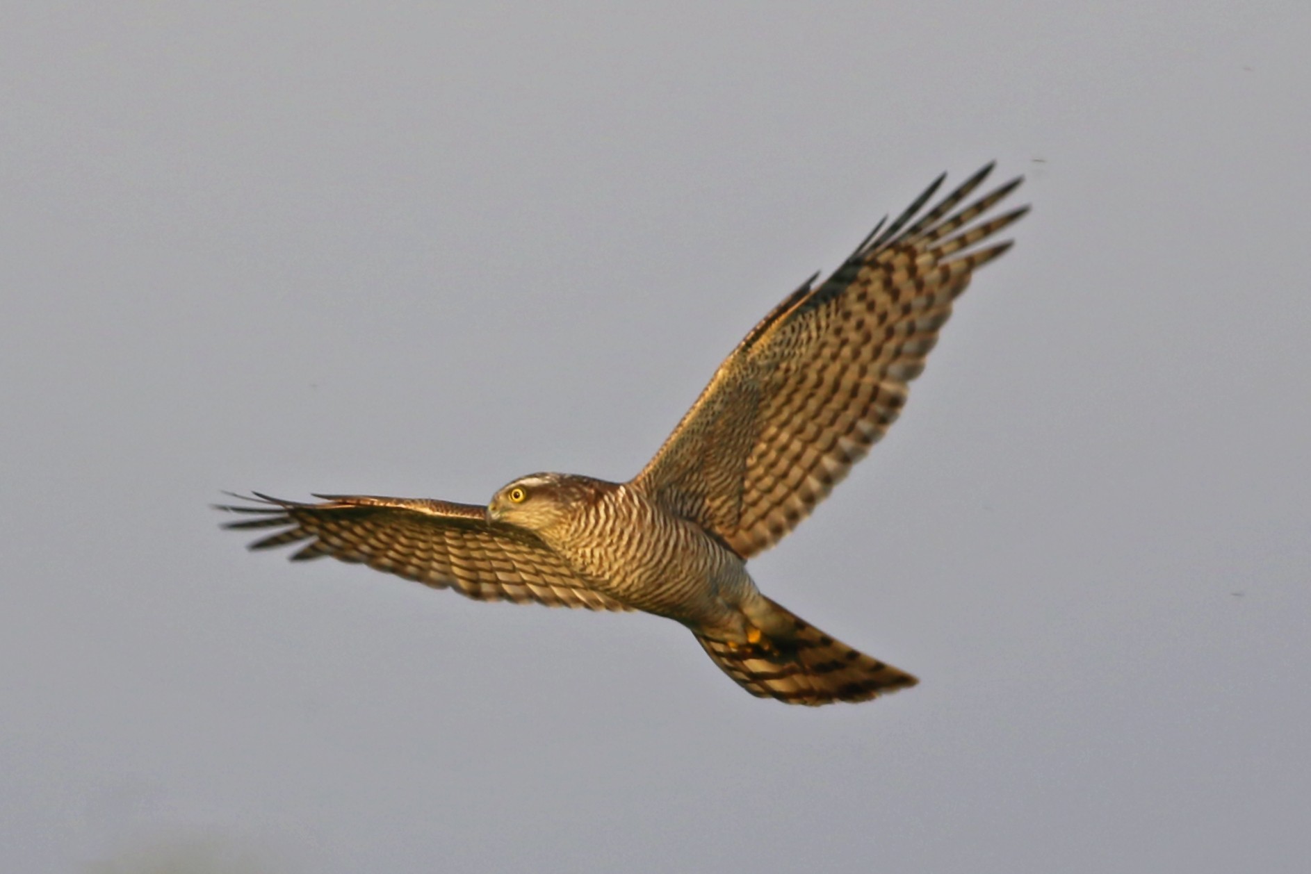Eurasian Sparrowhawk