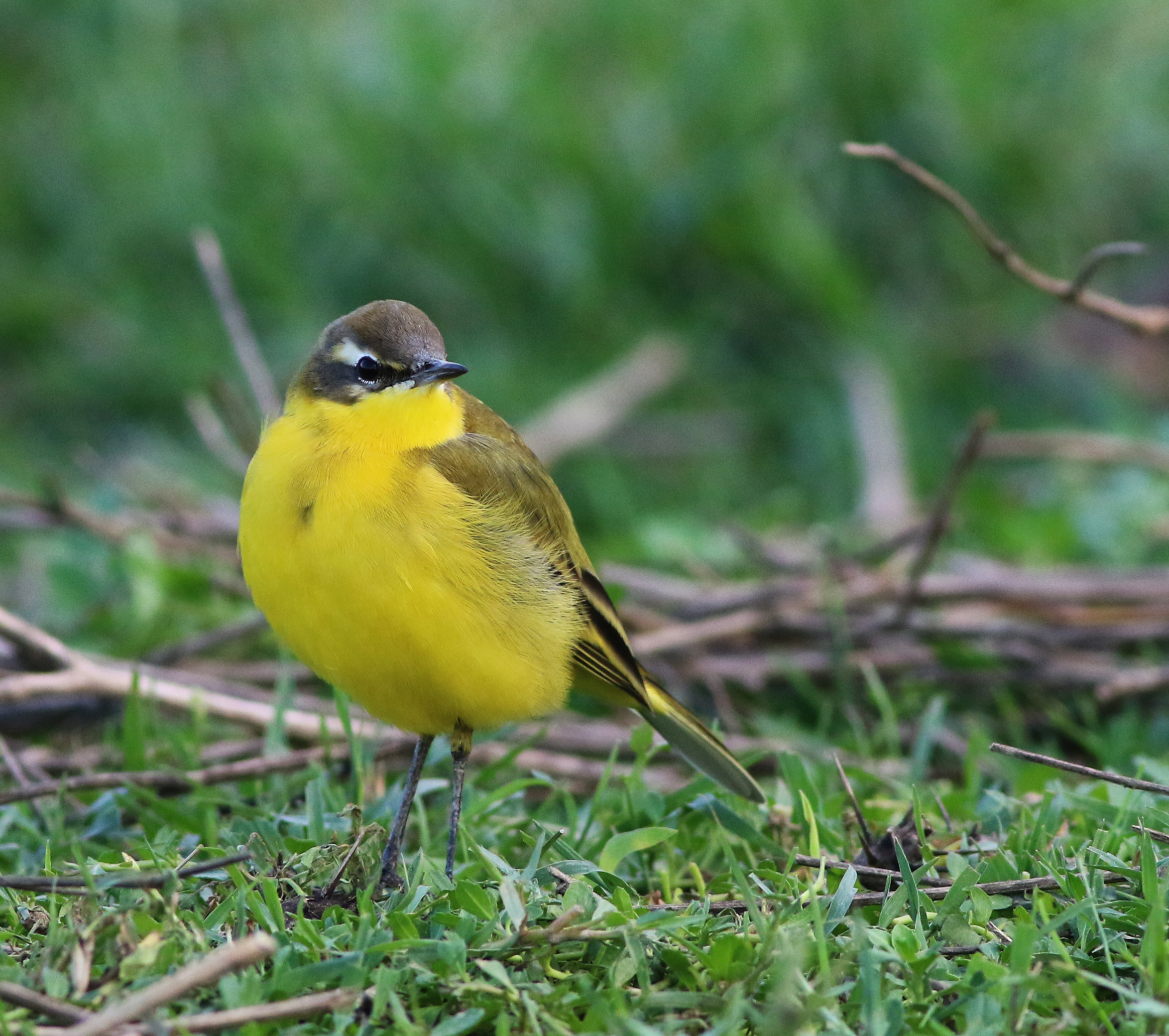 Western Yellow Wagtail
