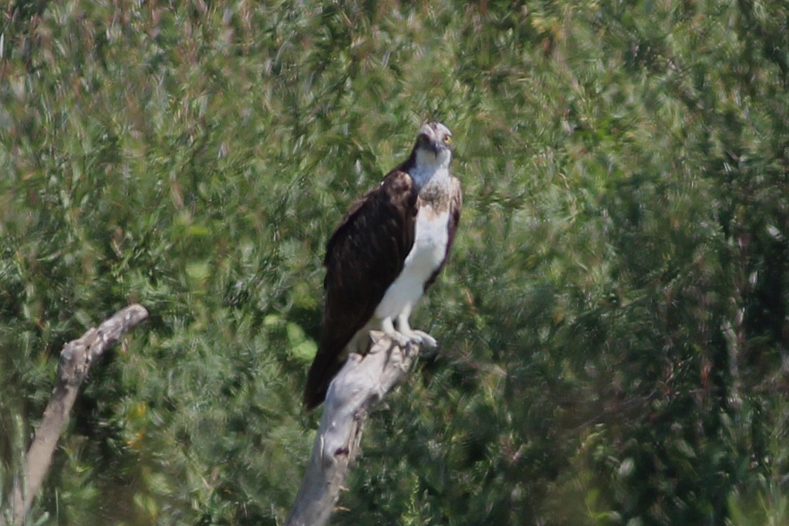 Osprey