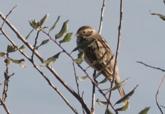Reed Bunting