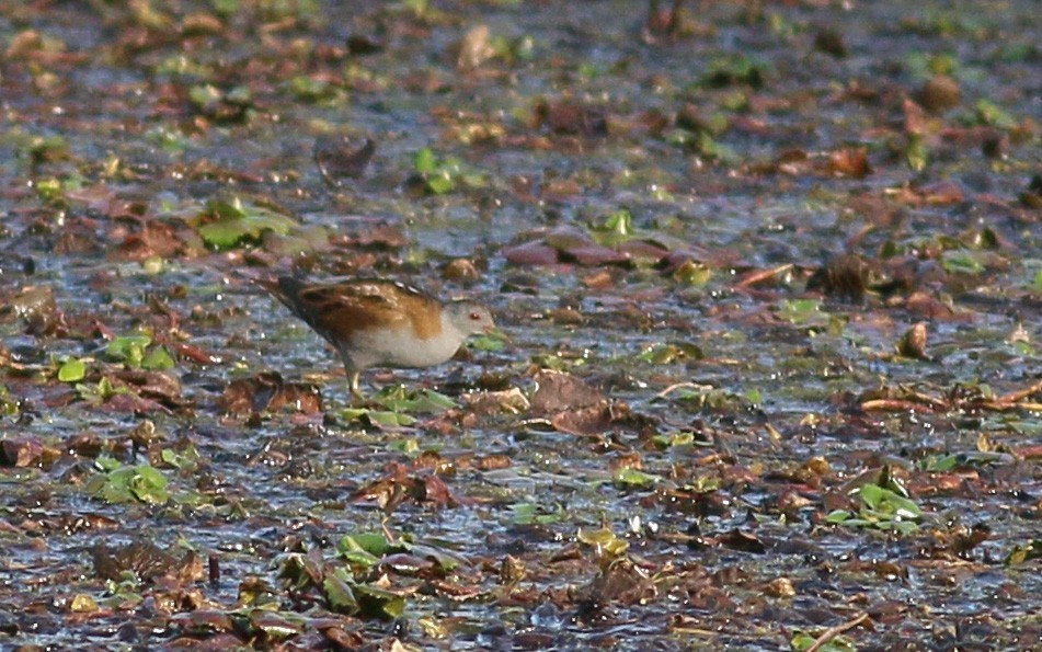 Little Crake