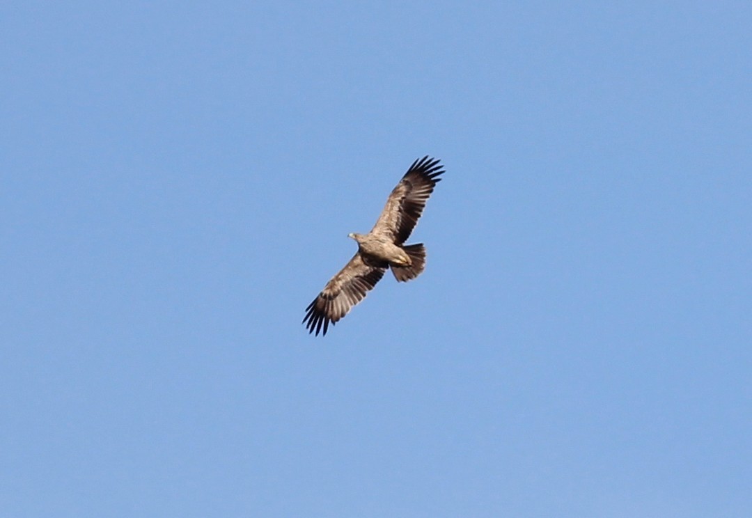 Steppe Eagle