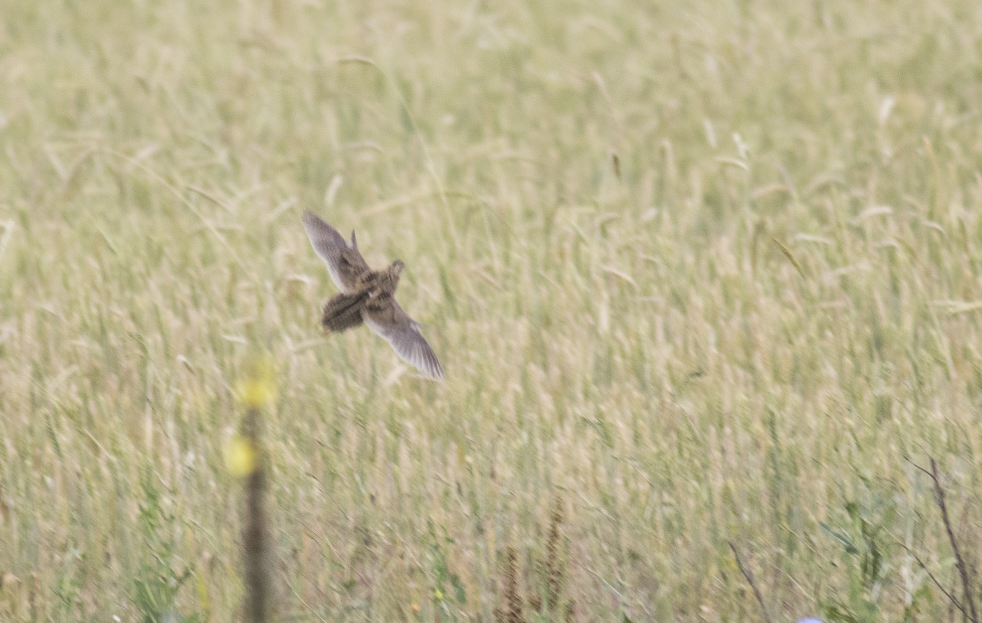 Common Quail